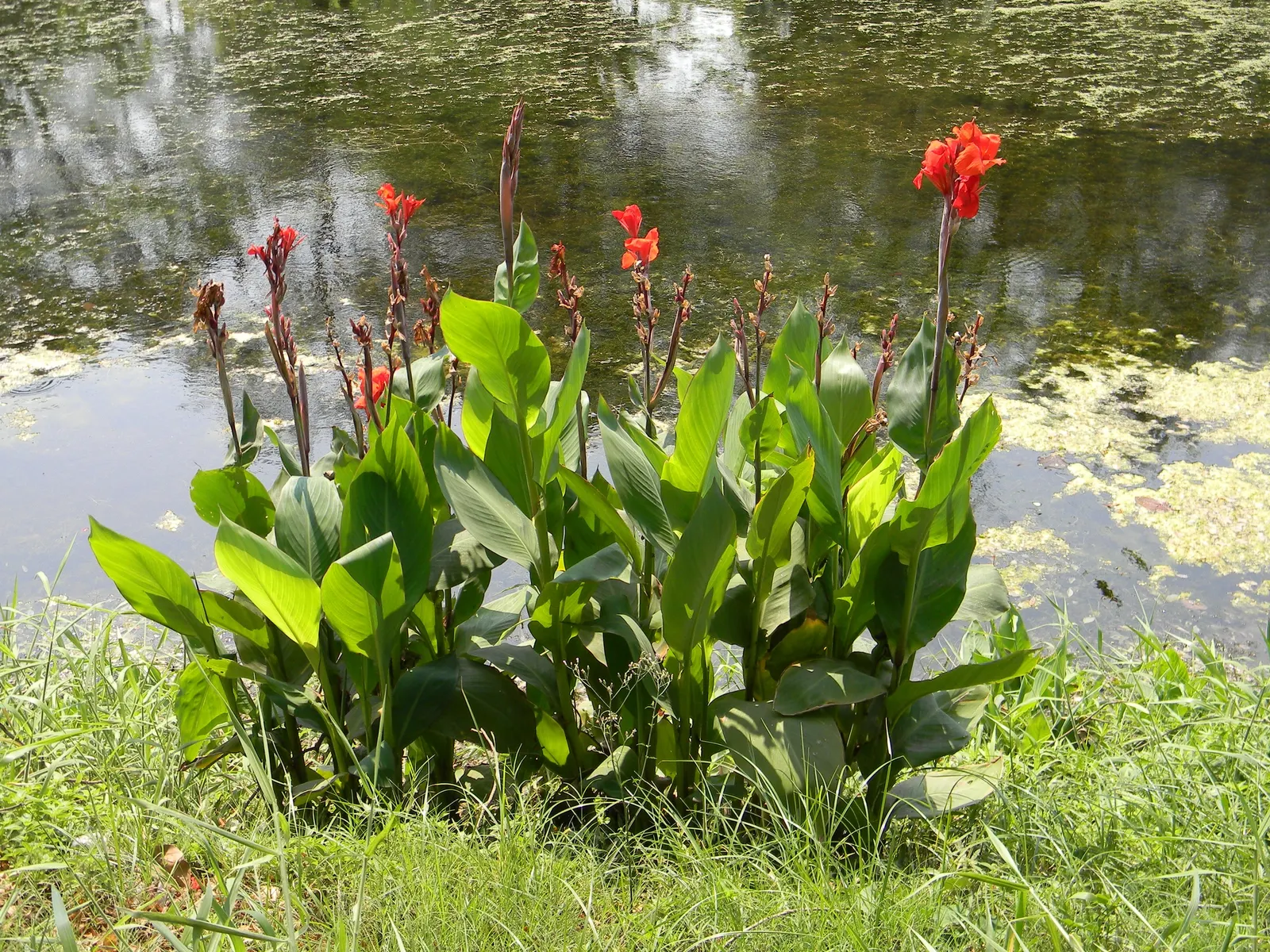 Common Garden Canna (Canna 'Erebus') — especially during the growing season