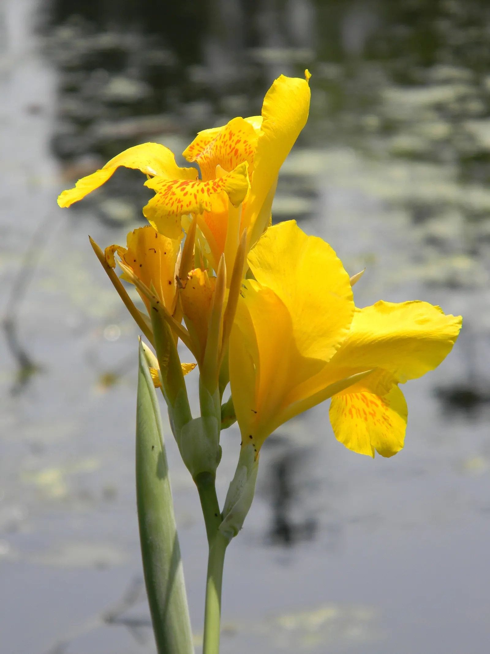 Common Garden Canna (Canna 'Erebus') — This process ensures the preservation of the Canna 'Erebus' for recurrent seasonal enjoyment