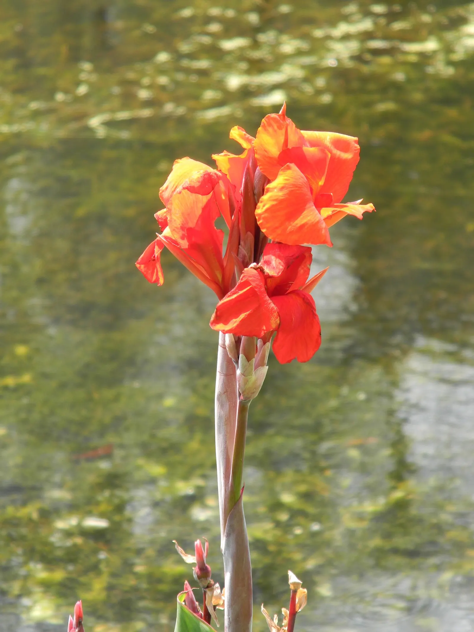 Common Garden Canna (Canna 'Erebus') — producing clusters of delicate apricot to soft orange blossoms; these flowers add a warm hue to the garden and can reach