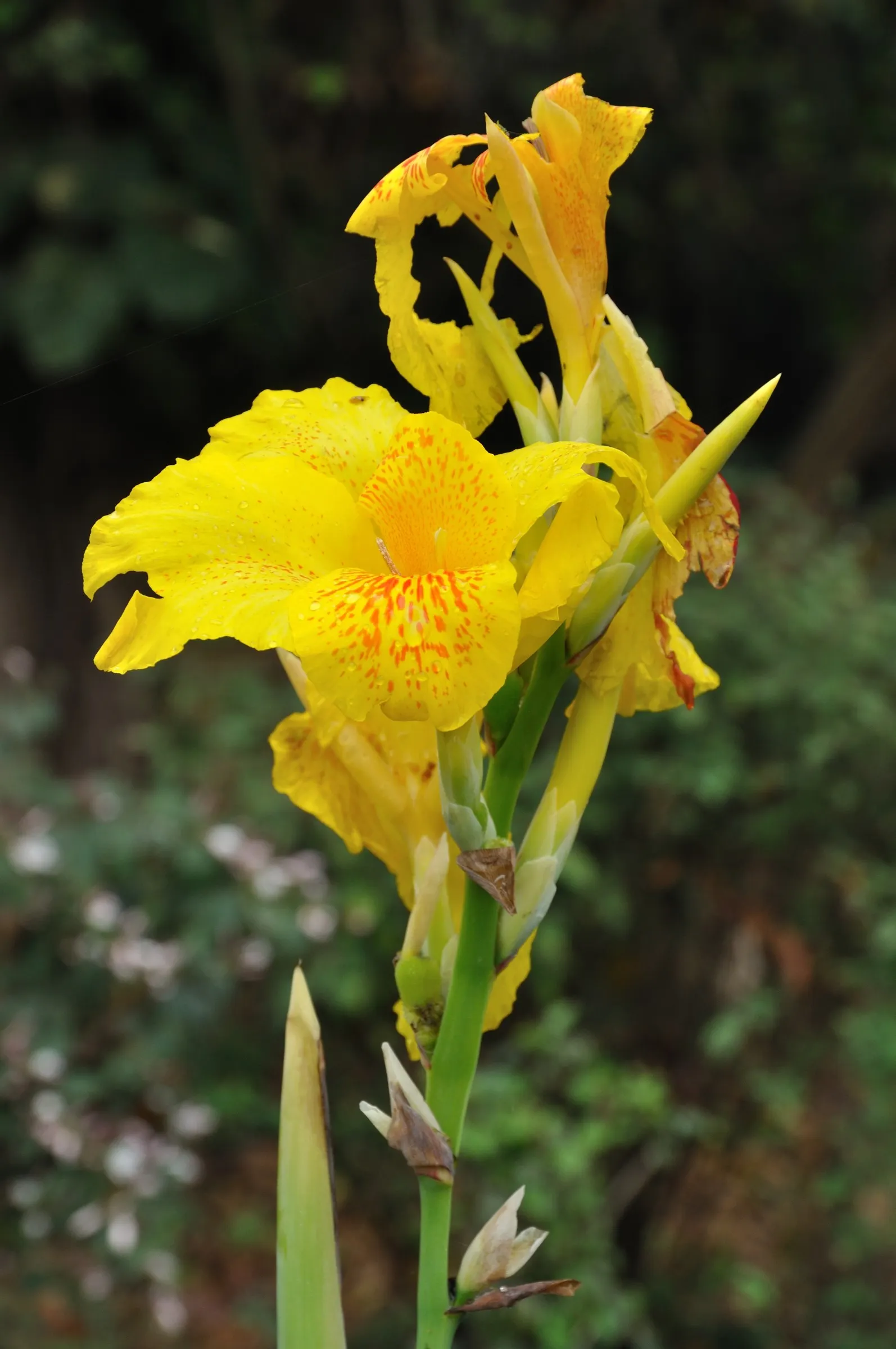 Common Garden Canna (Canna 'Erebus') — Amending the garden bed with organic matter will help provide the necessary nutrients for vigorous growth