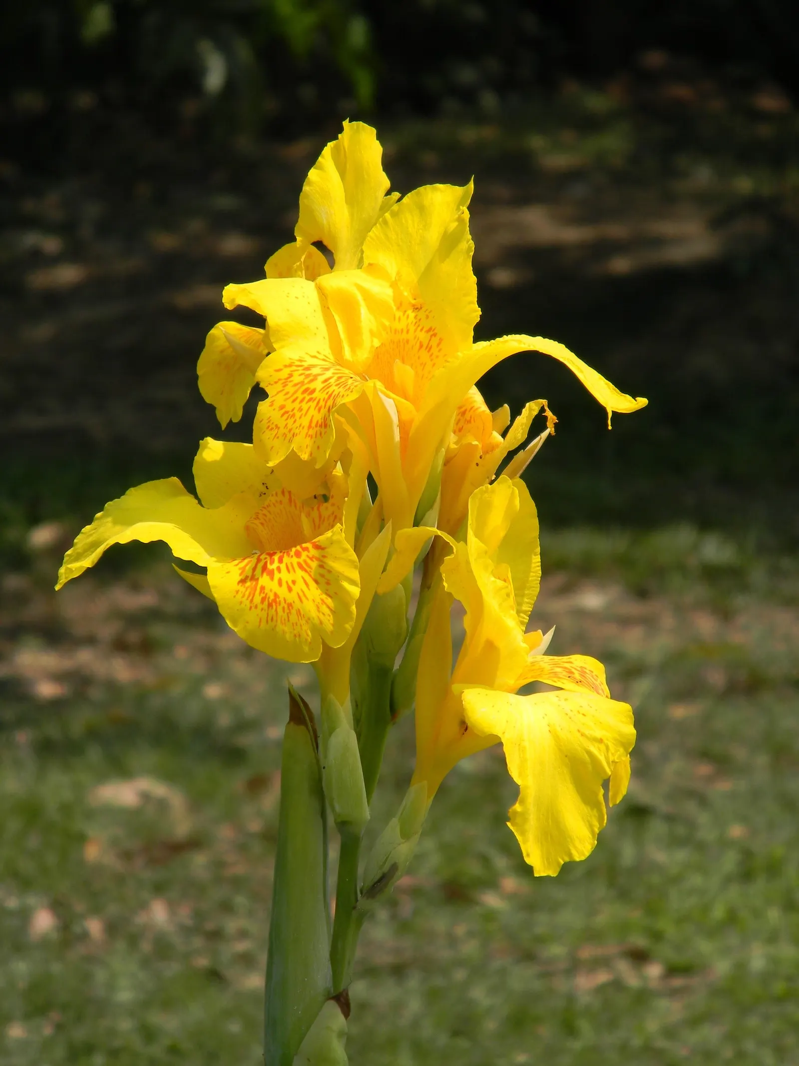 Common Garden Canna (Canna 'Erebus') — Leaves span up to 24 inches in length, with an impressive spread of 18 inches per plant; producing clusters of delicate