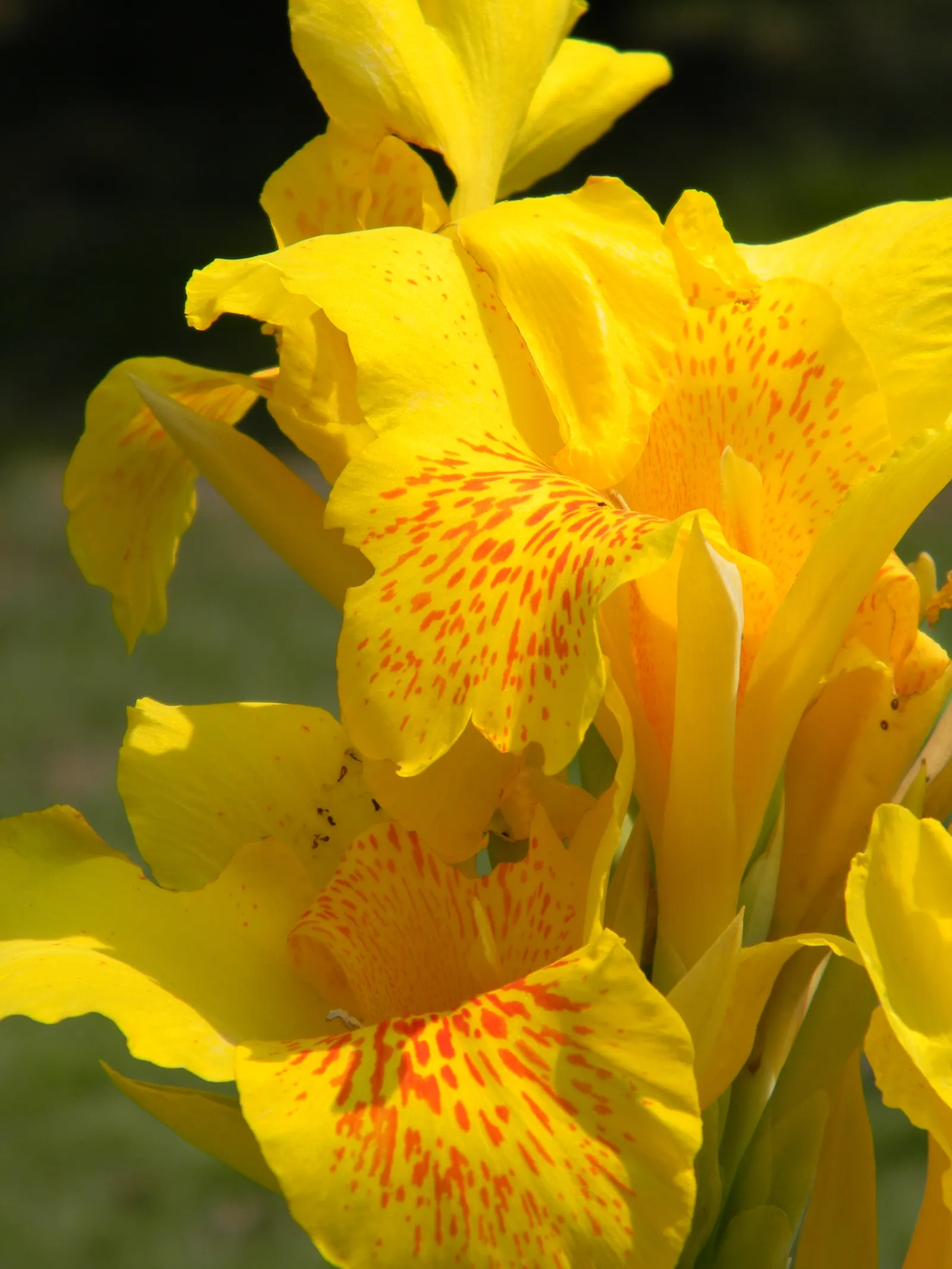 Common Garden Canna (Canna 'Erebus') — lift the rhizomes to store over winter for replanting the following spring
