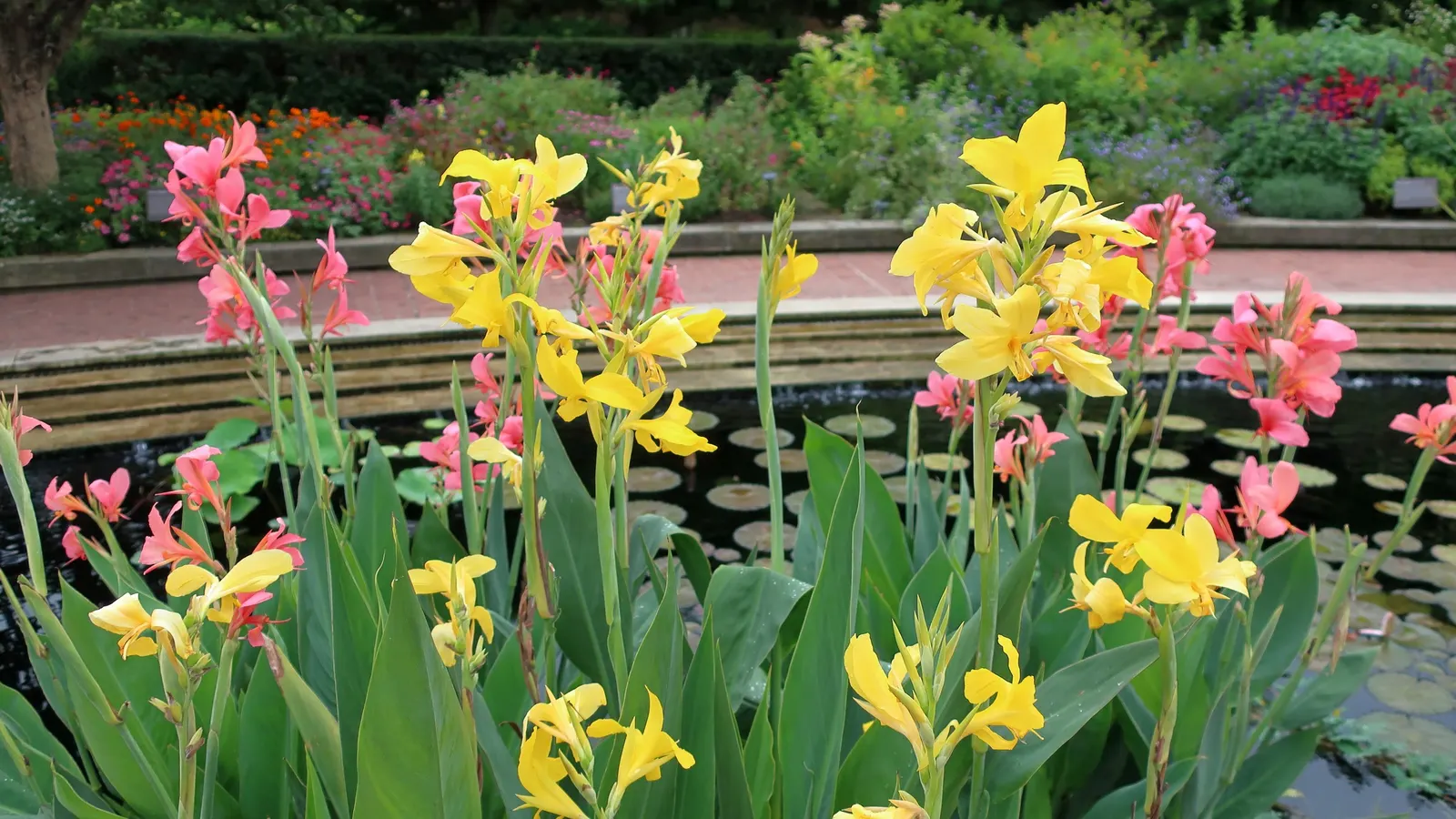 Common Garden Canna (Canna 'Erebus') — Vivid peach-colored flowers emerge amid the greenery, reaching heights between 3 to 4 feet; to keep the soil