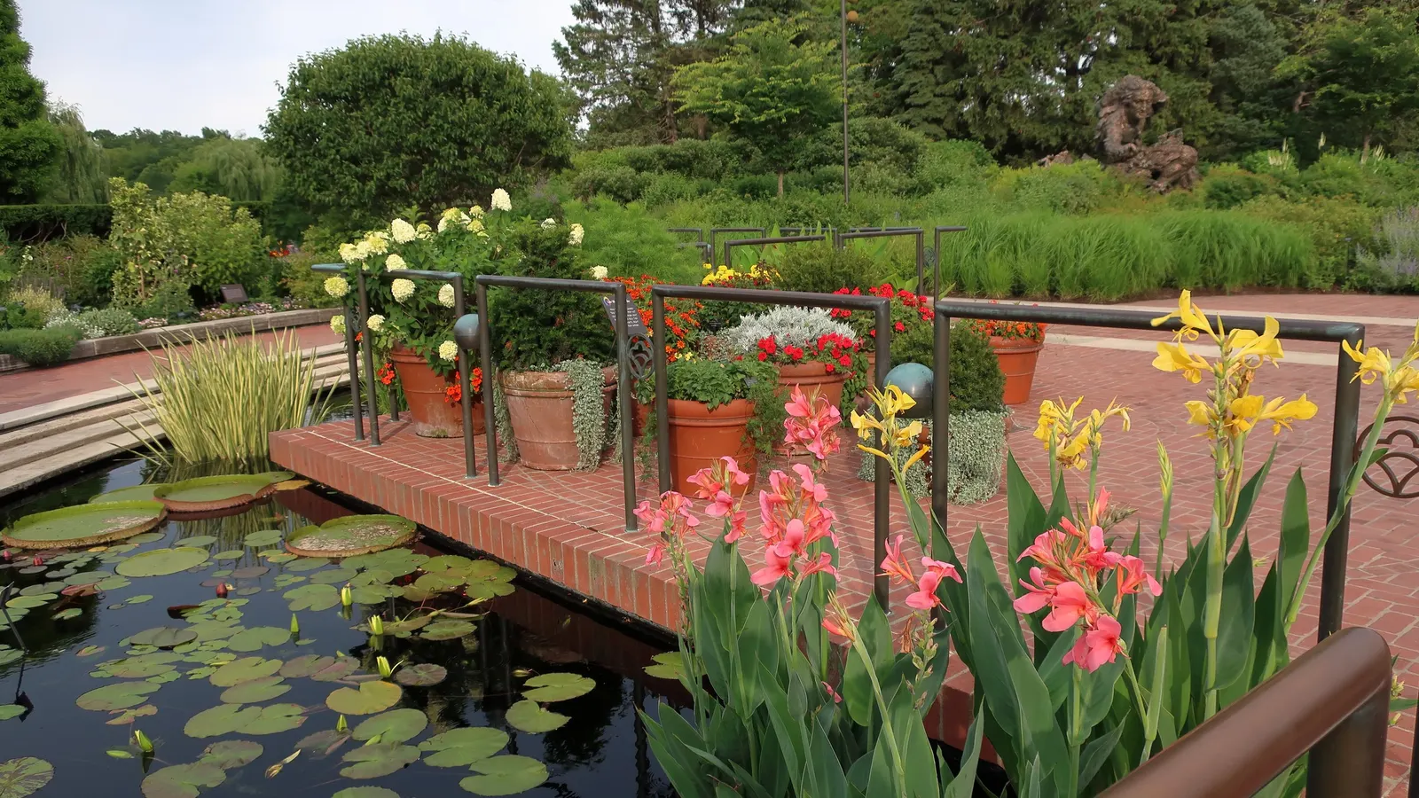 Common Garden Canna (Canna 'Erebus') — Amending the garden bed with organic matter will help provide the necessary nutrients for vigorous growth; during the