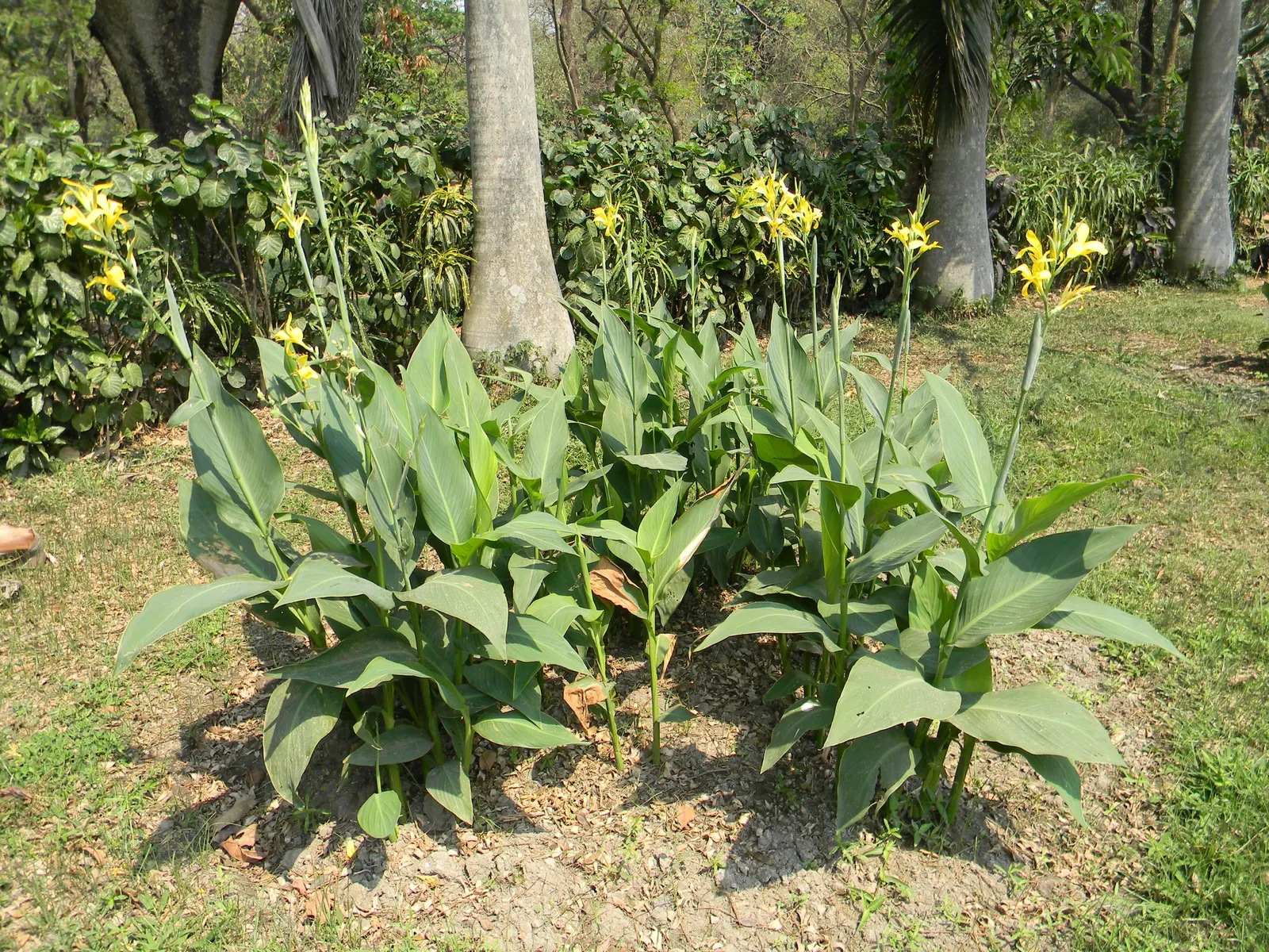 Common Garden Canna (Canna 'Erebus') — making it an excellent choice for water features or rain gardens
