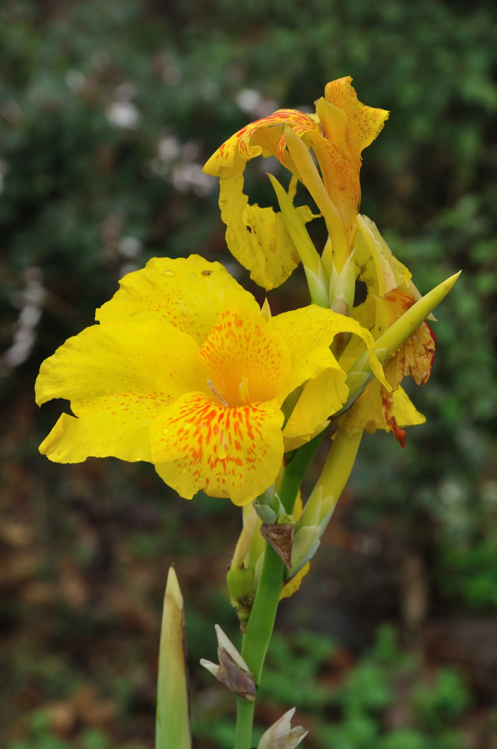 Common Garden Canna (Canna 'Erebus') — contemporary garden setting