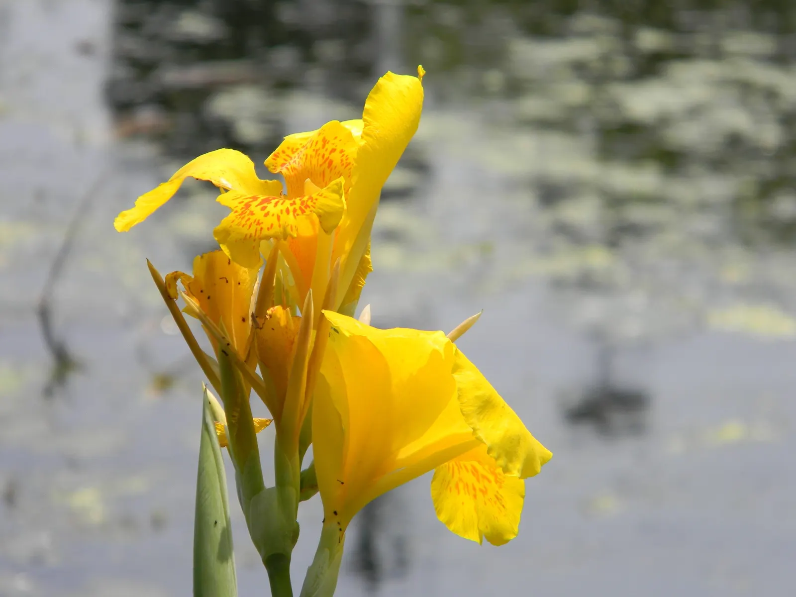 Common Garden Canna (Canna 'Erebus') — A key feature of this plant is its ability to tolerate wet conditions