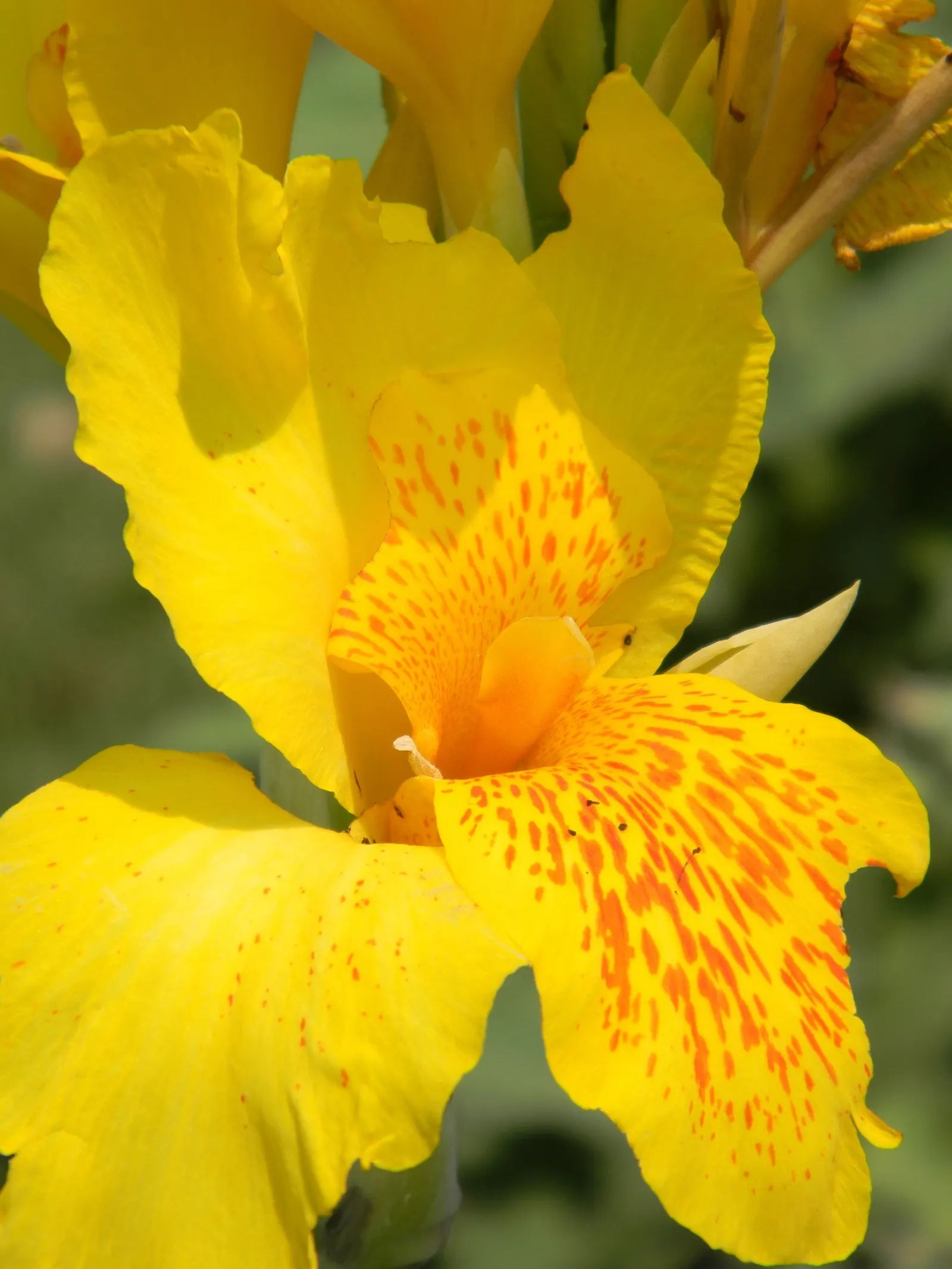 Common Garden Canna (Canna 'Erebus') — perennial for full or half