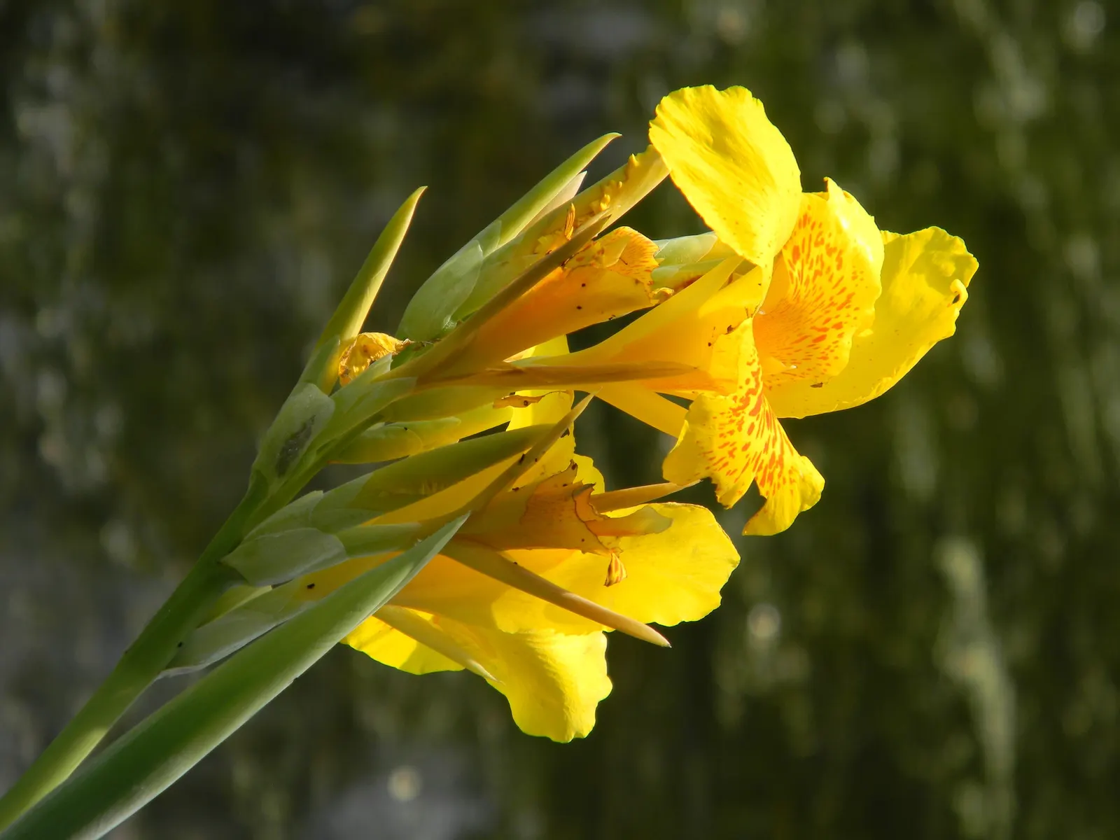 Common Garden Canna (Canna 'Erebus') — The Canna 'Erebus' boasts striking foliage and blooms; this perennial prefers full sun to partial shade