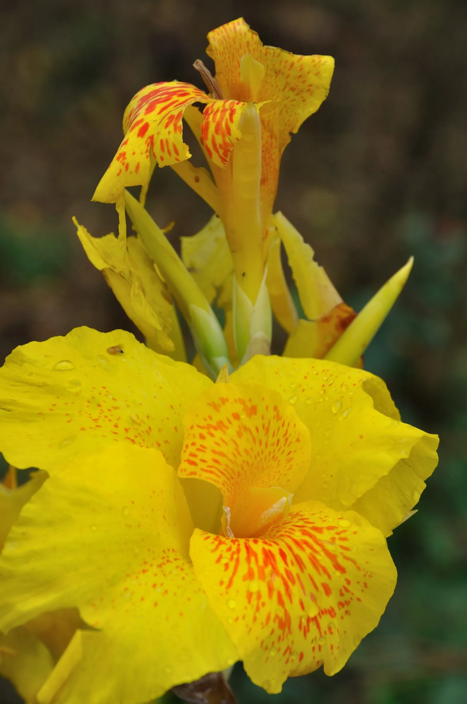 Common Garden Canna (Canna 'Erebus') — During the summer and fall months