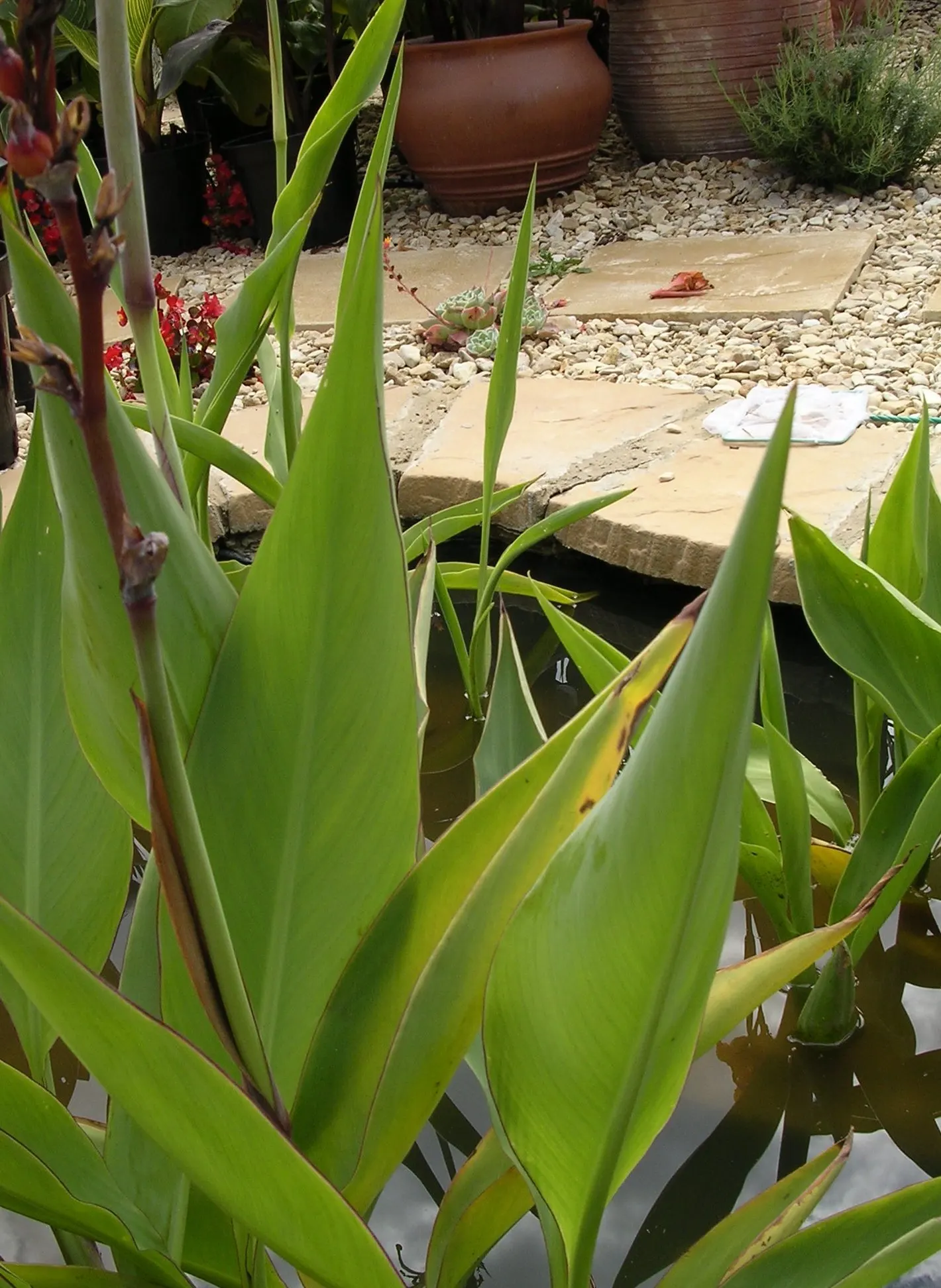 Common Garden Canna (Canna 'Erebus') — Leaves span up to 24 inches in length, with an impressive spread of 18 inches per plant