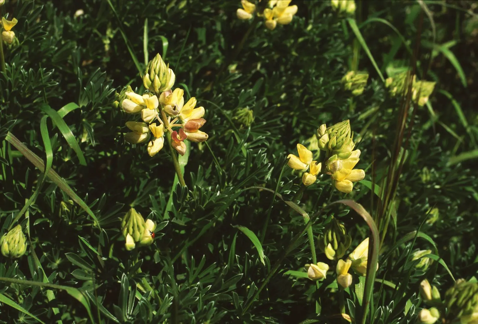 Tree Lupine (Lupinus Arboreus) — Regular maintenance and pruning can manage its spread and shape, image 50