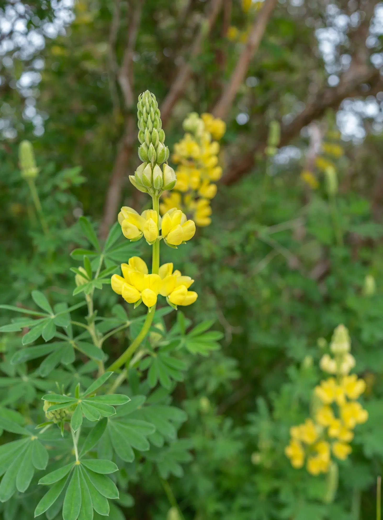 Tree Lupine (Lupinus Arboreus) — Its rapid growth and nitrogen-fixing ability enrich soils, but beware of its invasiveness in certain regions; it, image 60