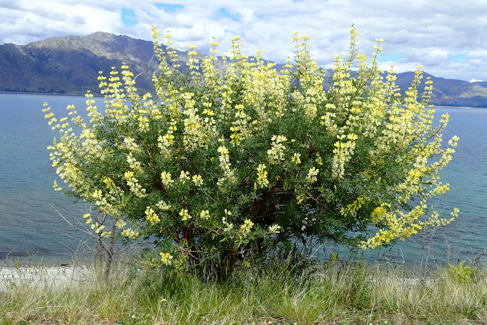 Tree Lupine (Lupinus Arboreus) — which bloom predominantly in late spring through early summer