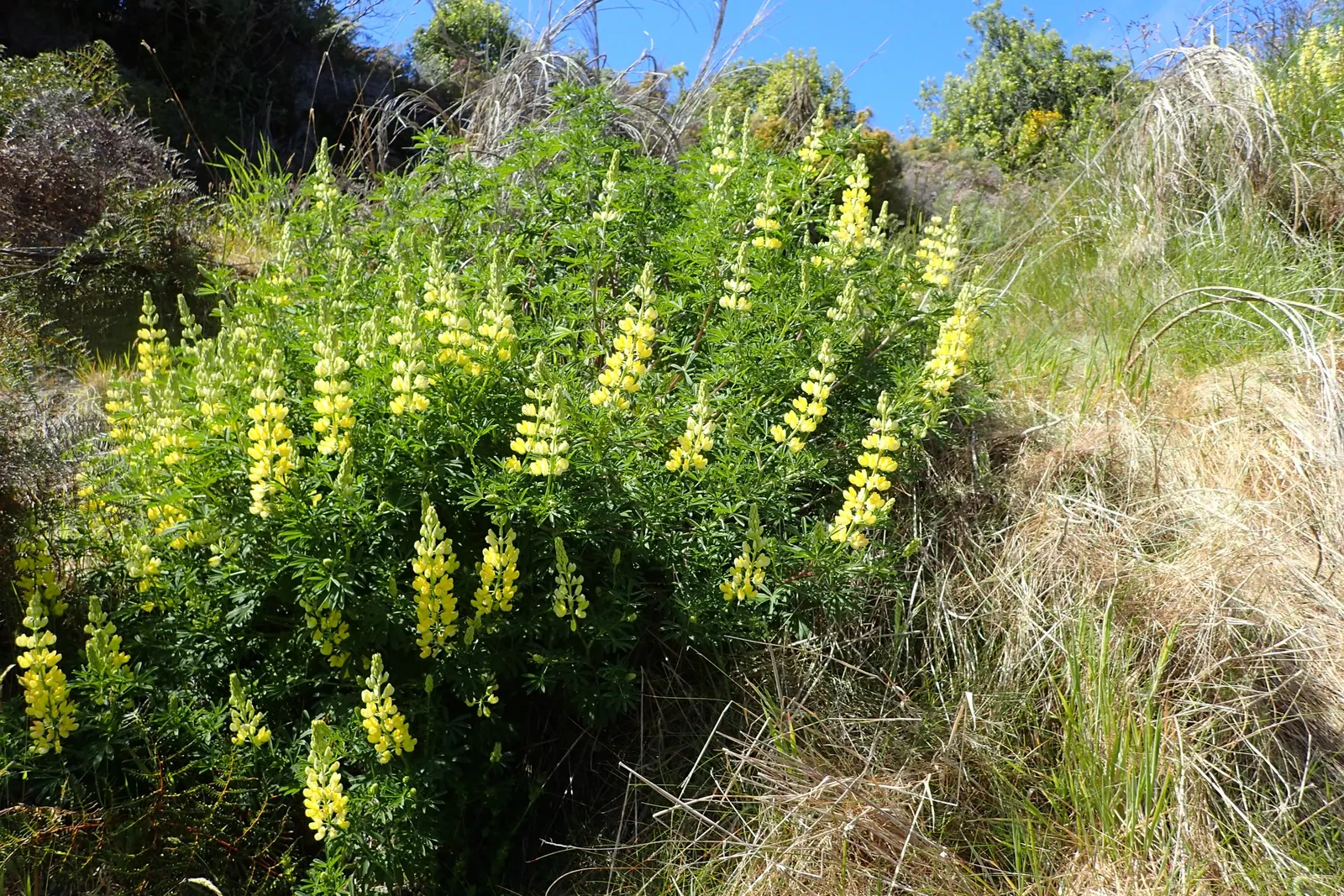 Tree Lupine (Lupinus Arboreus) — consider its growth habit and space requirements; it stands out as a dynamic player in landscape designs, blending both