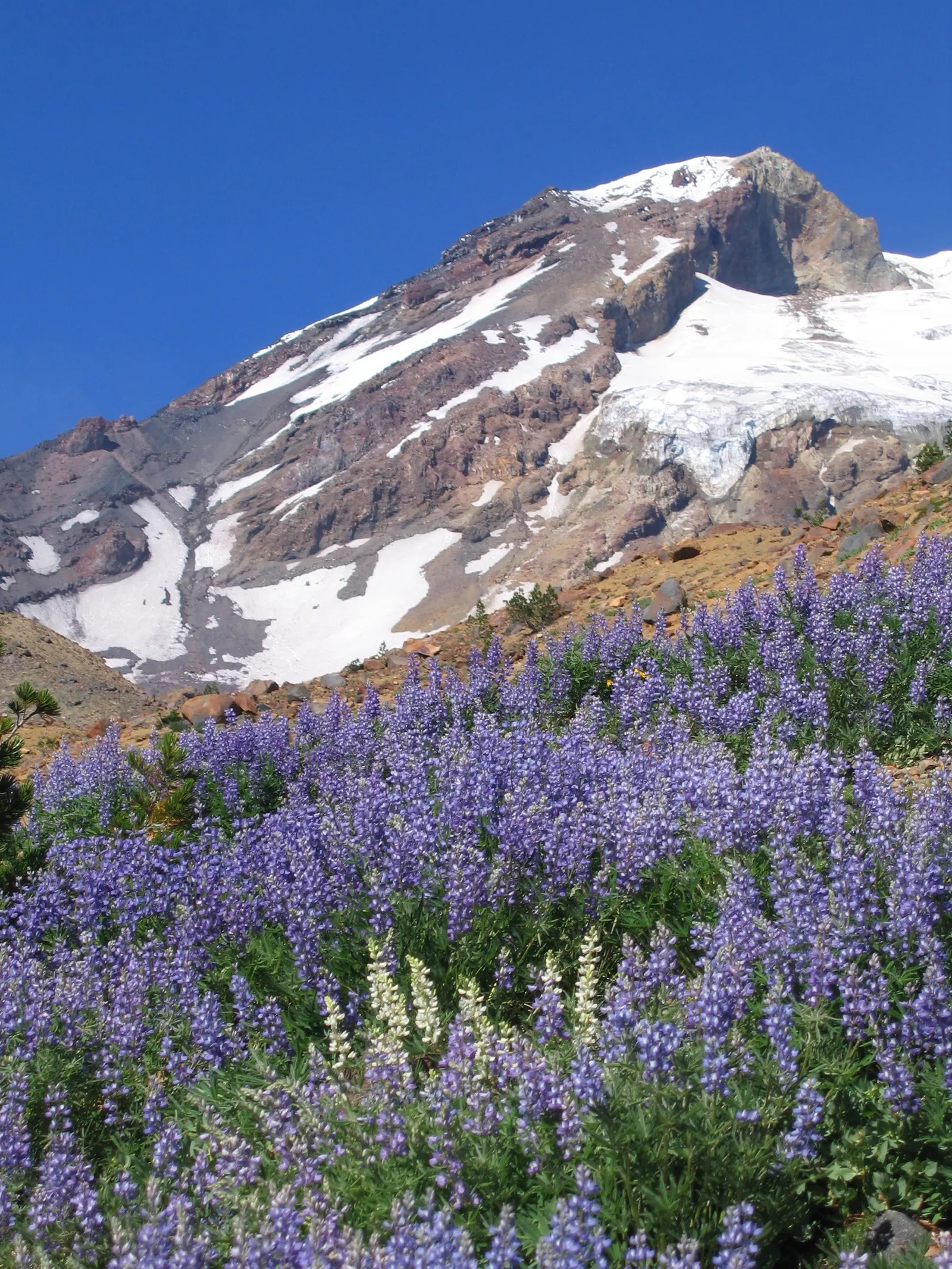Tree Lupine (Lupinus Arboreus) — perennial / shrub with lavender blooms; when placing this shrub in a landscape, full sun exposure is preferred