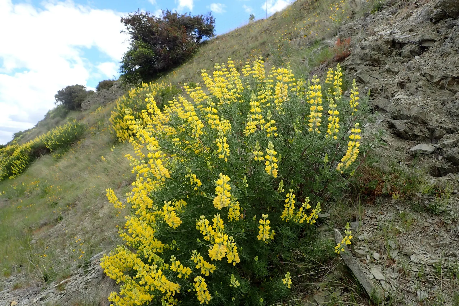 Tree Lupine (Lupinus Arboreus) — It stands out as a dynamic player in landscape designs, blending both aesthetic appeal and ecological benefits, image 63