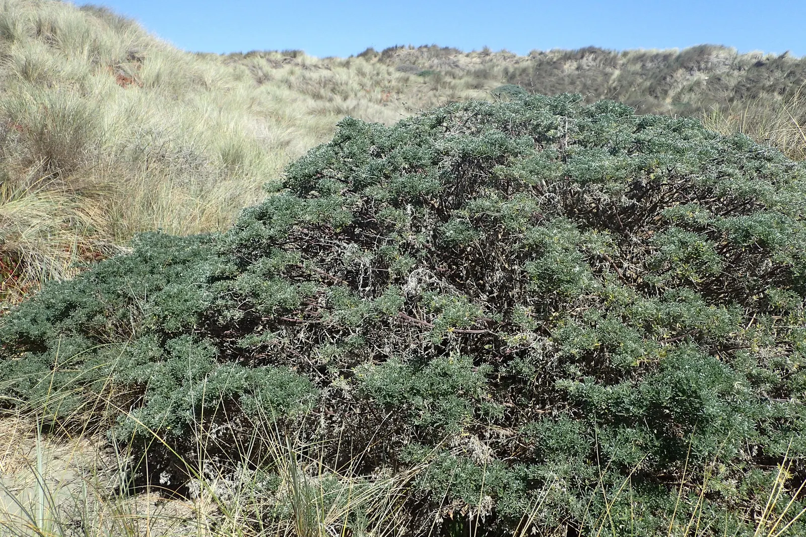Tree Lupine (Lupinus Arboreus) — which bloom predominantly in late spring through early summer; aligning well with water conservation practices.<br><br>When