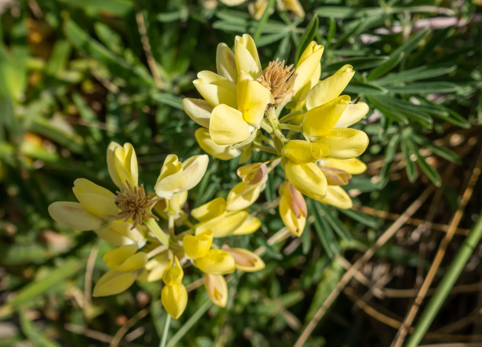 Tree Lupine (Lupinus Arboreus) — it attracts an array of pollinators; perennial / shrub for full