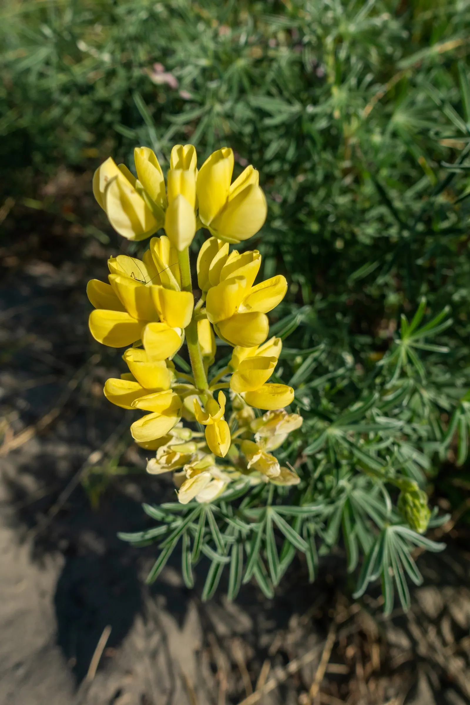 Tree Lupine (Lupinus Arboreus) — Its rapid growth and nitrogen-fixing ability enrich soils, but beware of its invasiveness in certain regions; it attracts an