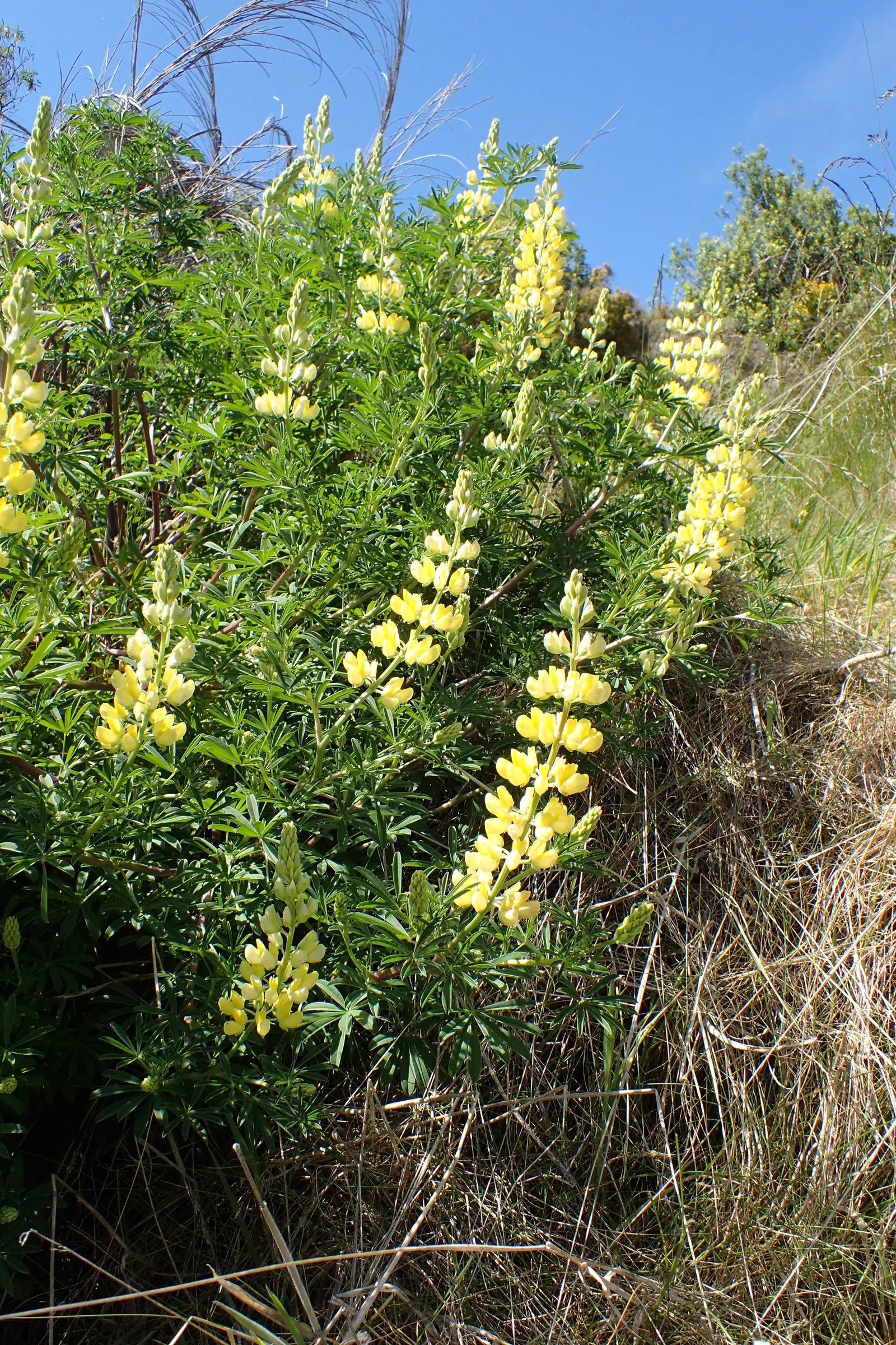 Tree Lupine (Lupinus Arboreus) — reaching up to 7 feet tall and wide; which bloom predominantly in late spring through early summer, image 56