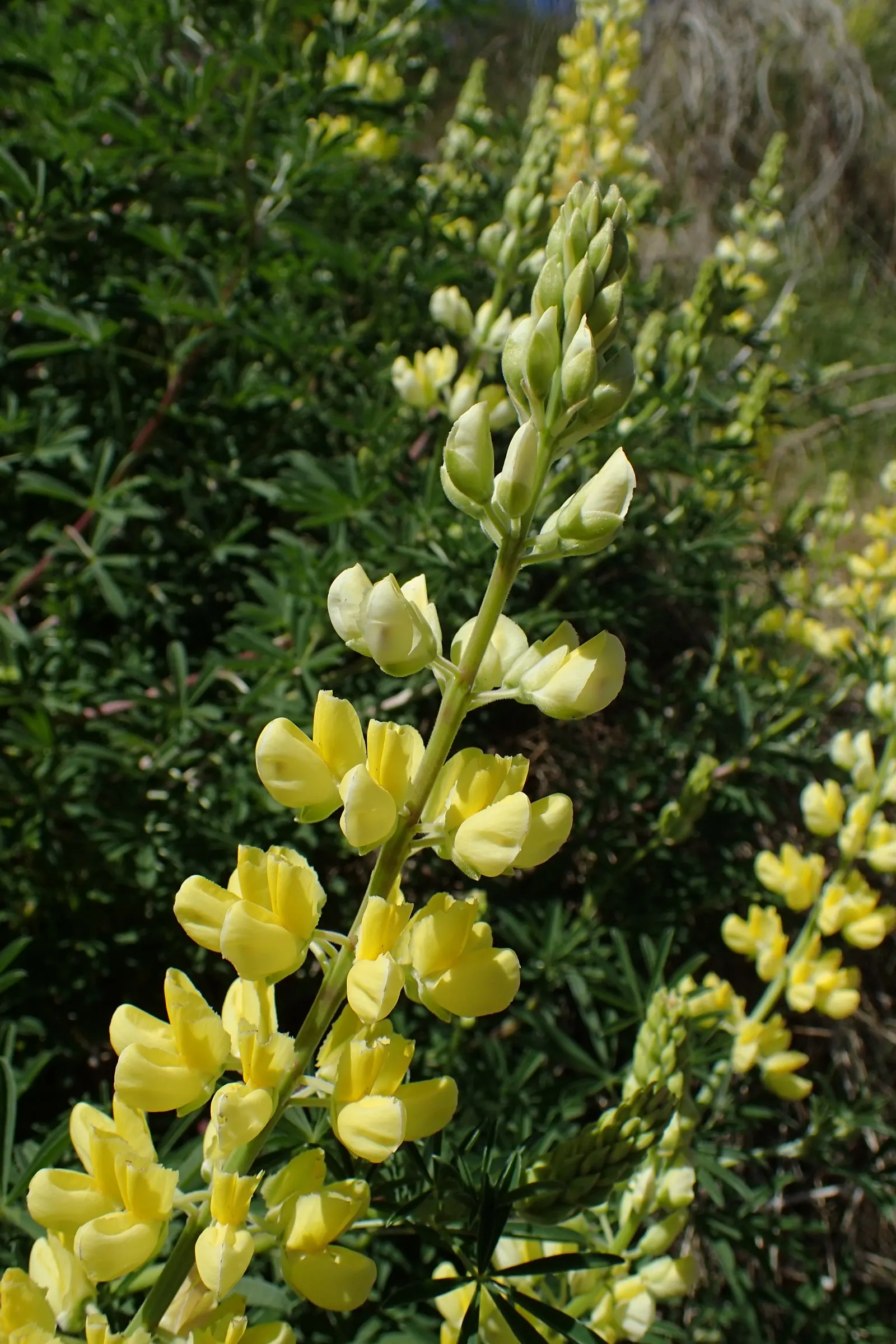 Tree Lupine (Lupinus Arboreus) — thus supporting local biodiversity, image 68
