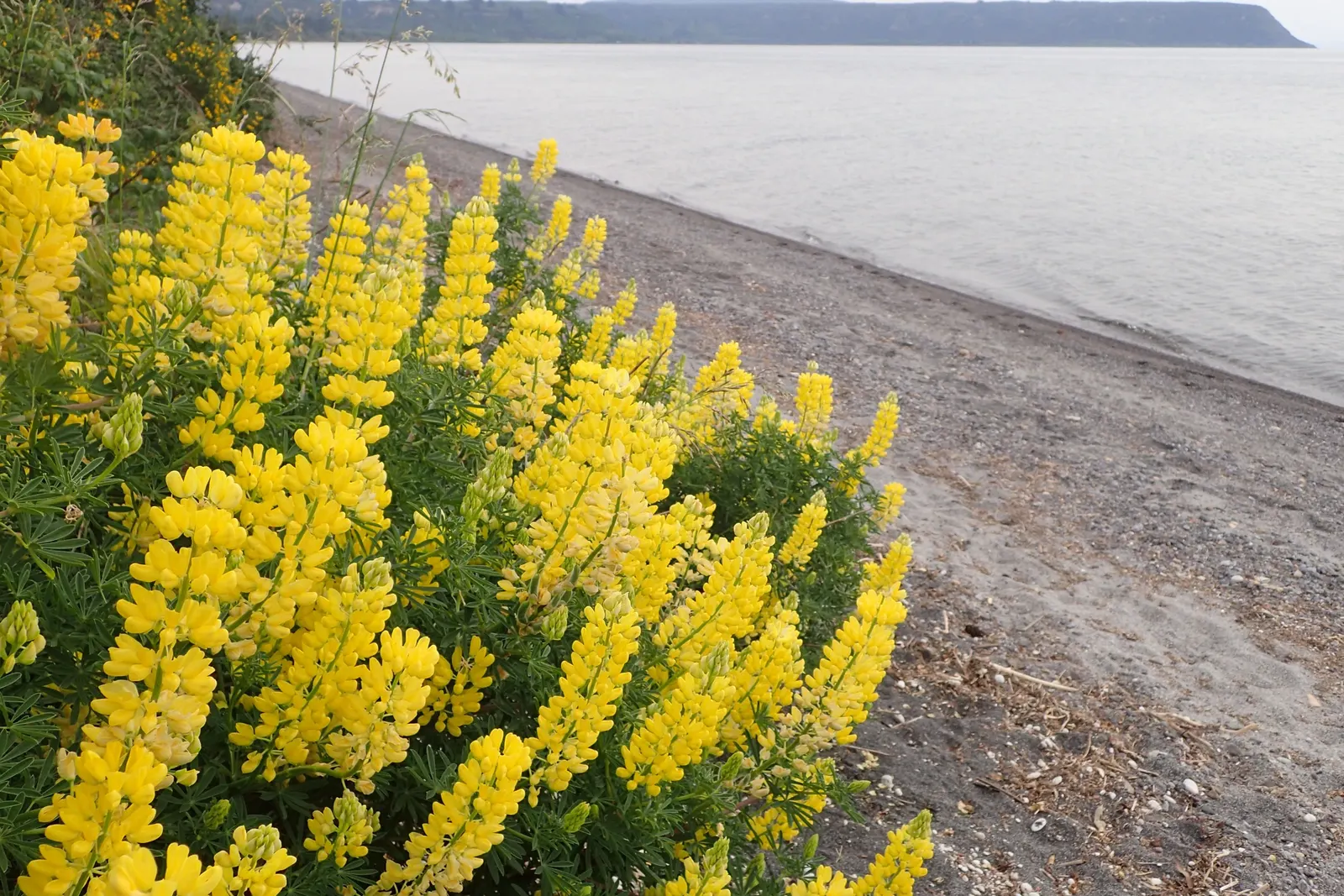 Tree Lupine (Lupinus Arboreus) — perennial / shrub for full