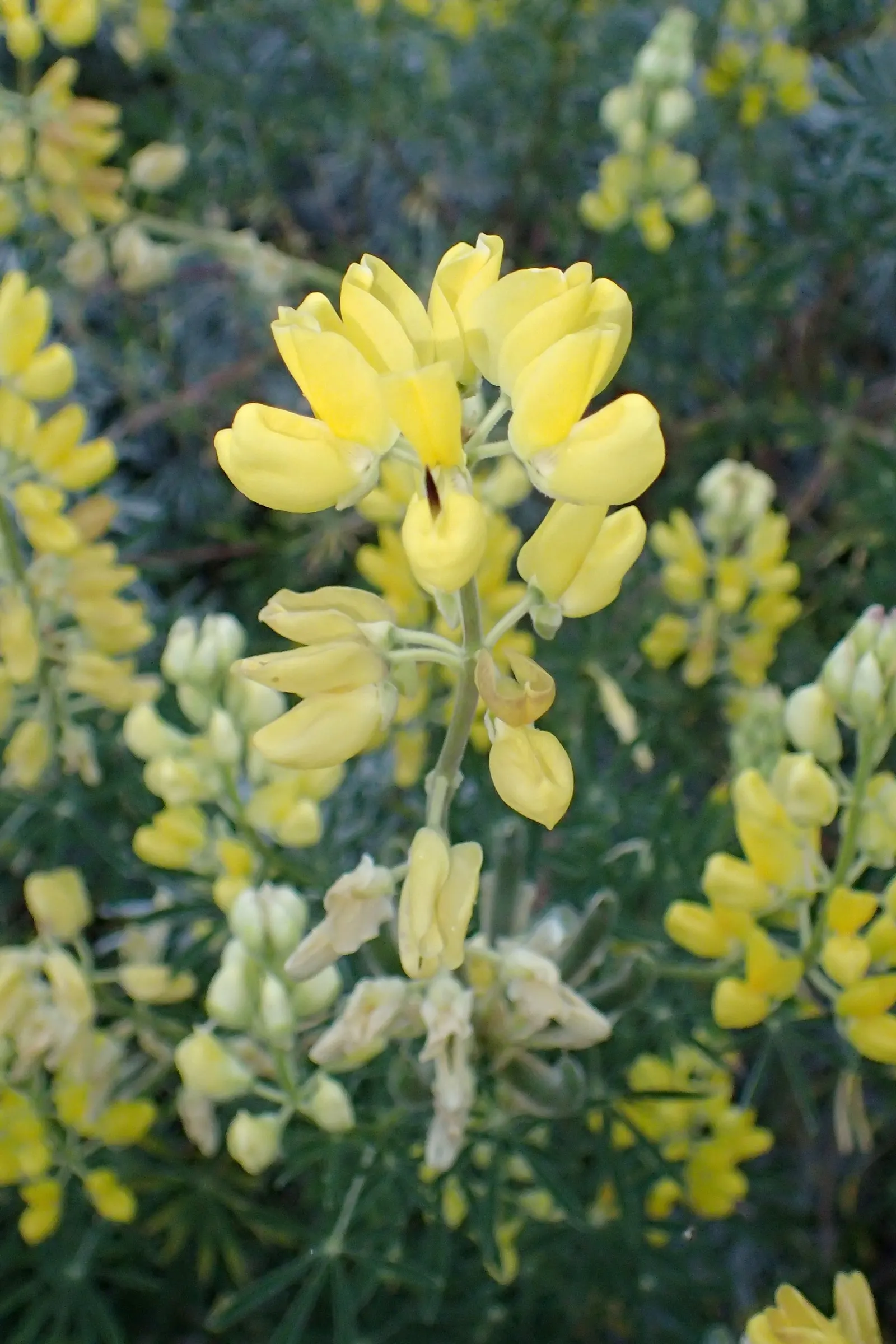 Tree Lupine (Lupinus Arboreus) — It exhibits gray-green foliage and spires of yellow to blue-purple flowers in spring and summer; lavender flowers in the garden
