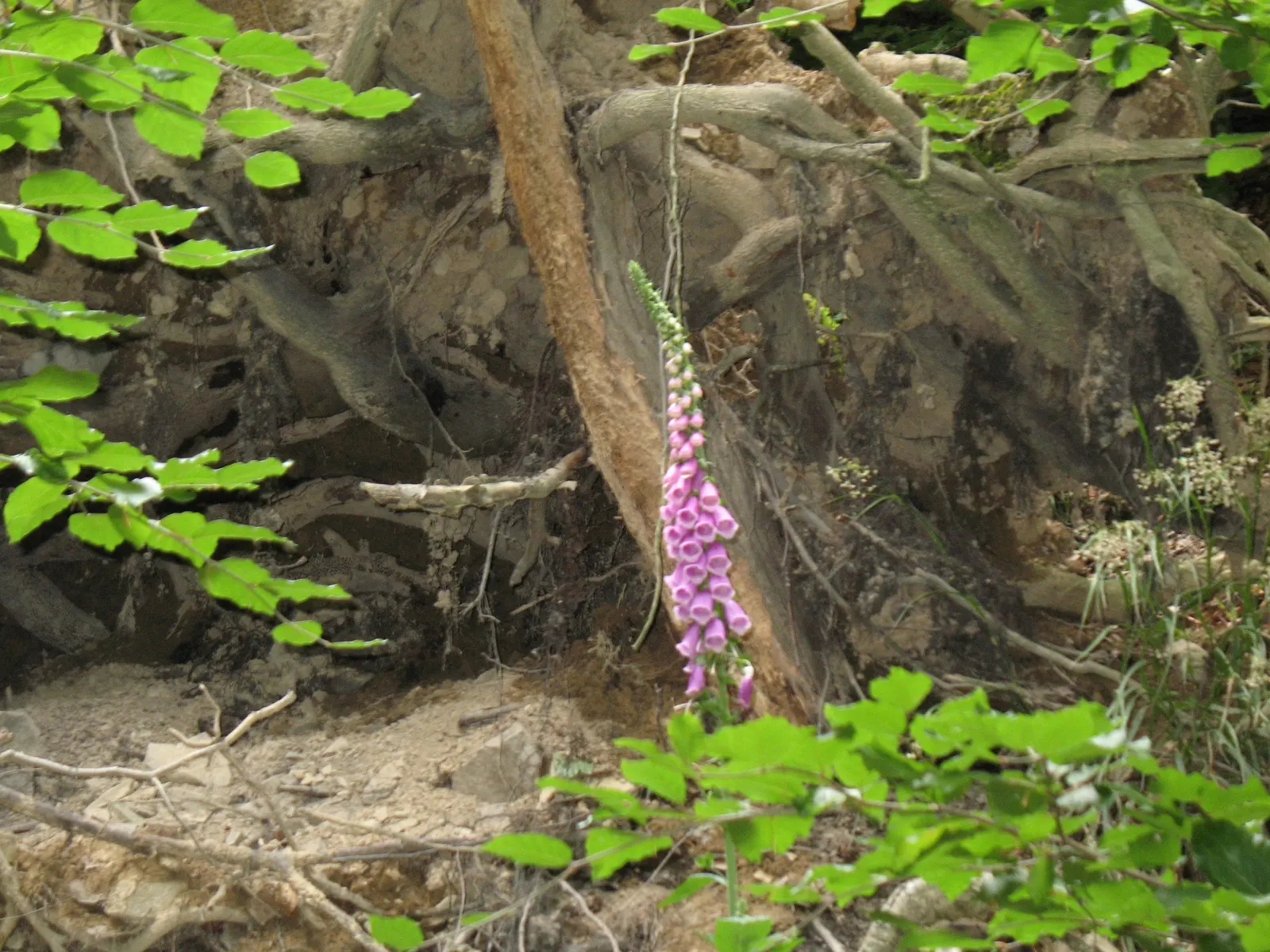 Tree Lupine (Lupinus Arboreus) — It exhibits gray-green foliage and spires of yellow to blue-purple flowers in spring and summer; lavender flowers, image 58