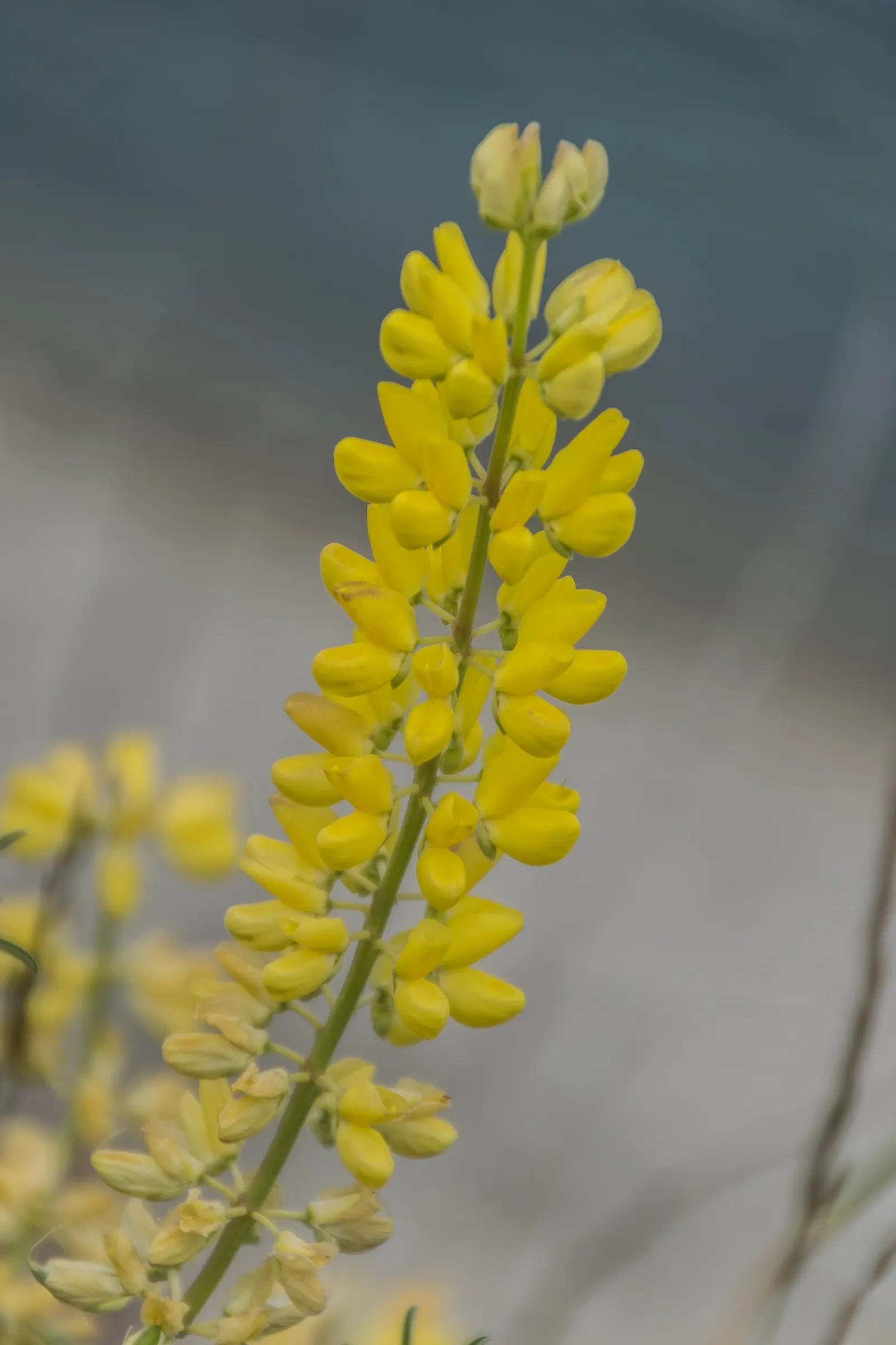 Tree Lupine (Lupinus Arboreus) — consider its growth habit and space requirements
