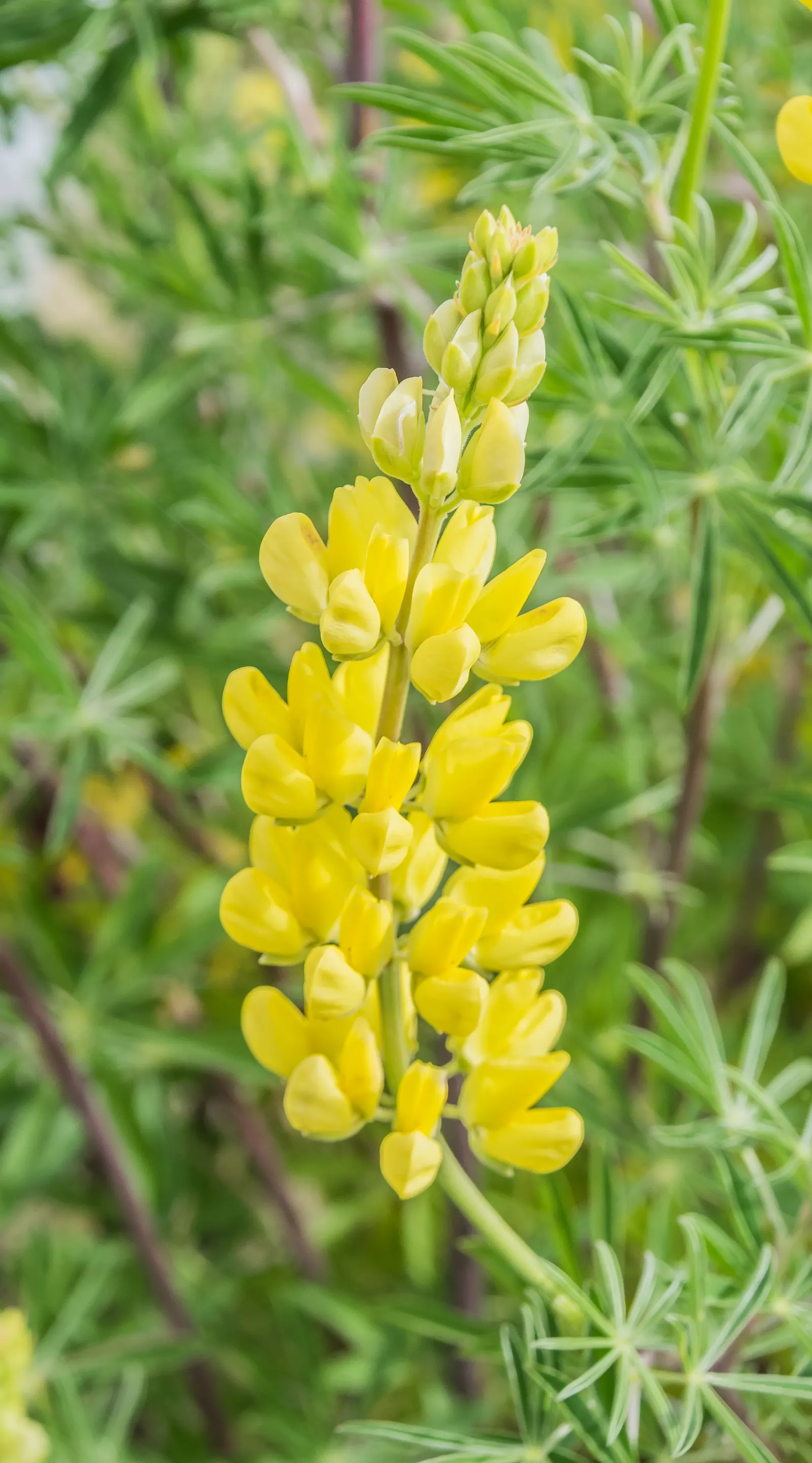 Tree Lupine (Lupinus Arboreus) — exhibits considerable drought tolerance