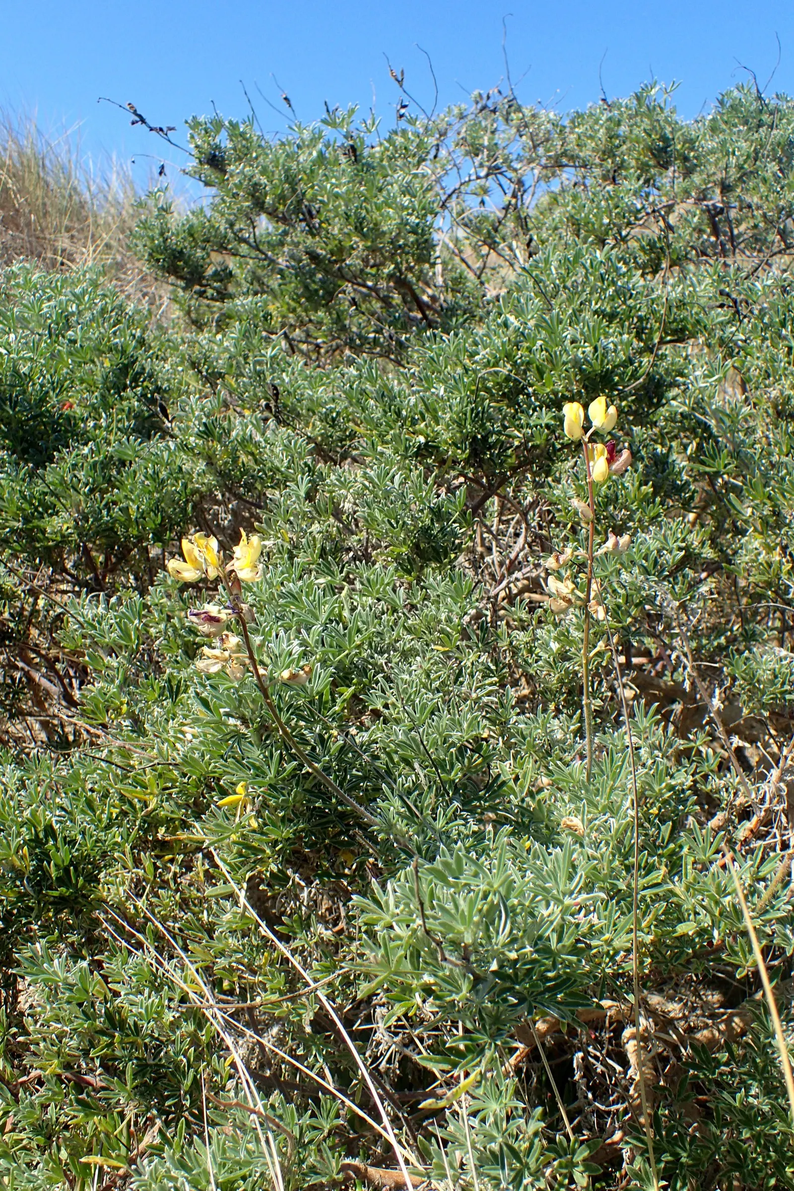 Tree Lupine (Lupinus Arboreus) — flourishing in USDA zones 7-10