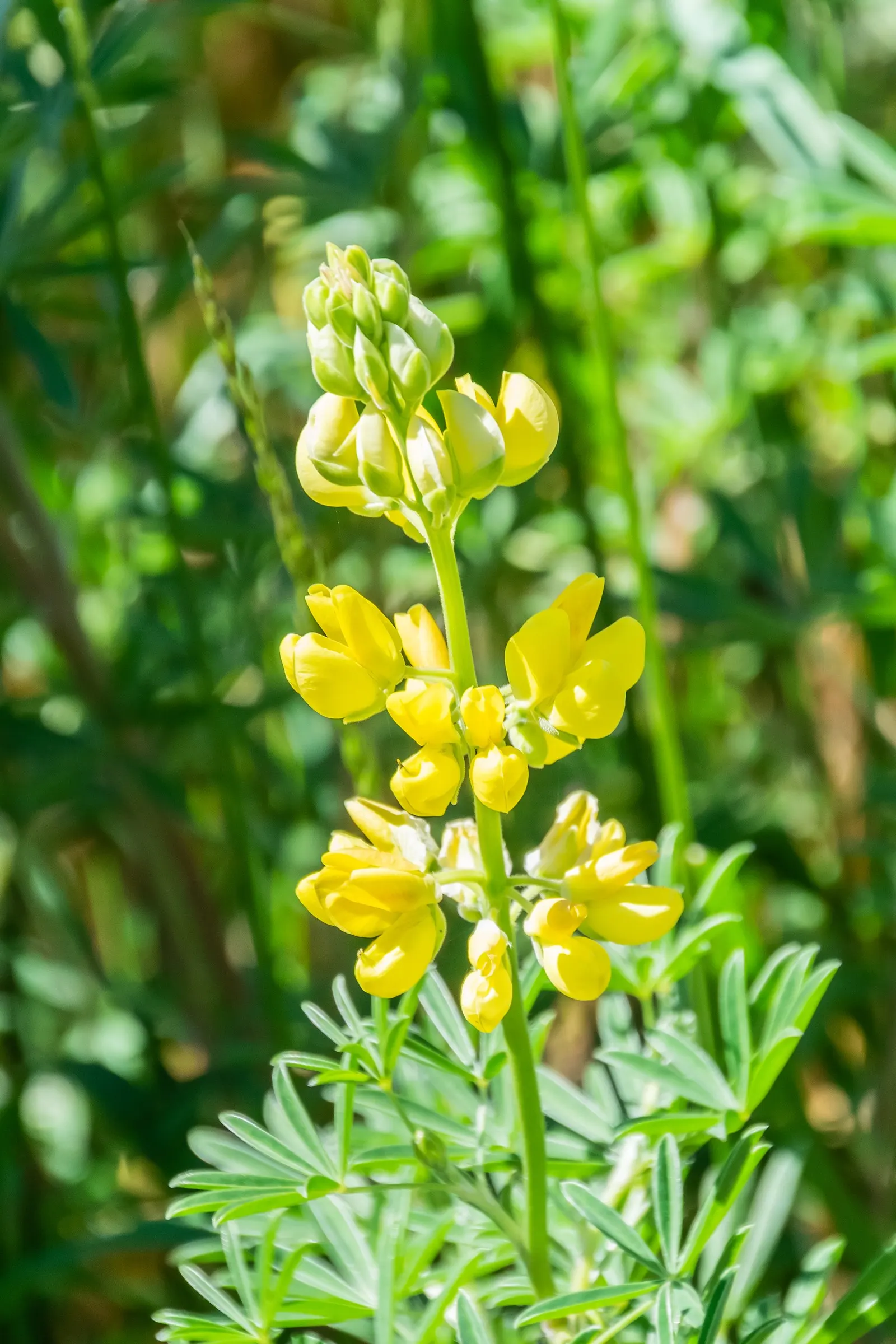 Tree Lupine (Lupinus Arboreus) — aligning well with water conservation practices.<br><br>When integrating the Tree Lupine into a garden design, image 74