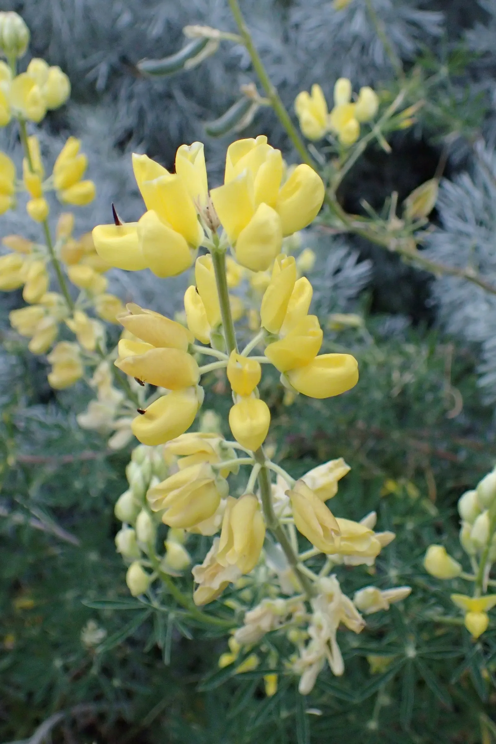 Tree Lupine (Lupinus Arboreus) — lavender flowers in the garden; the Tree Lupine can reach a height of 5 to 8 feet and spread out 4 to 6 feet