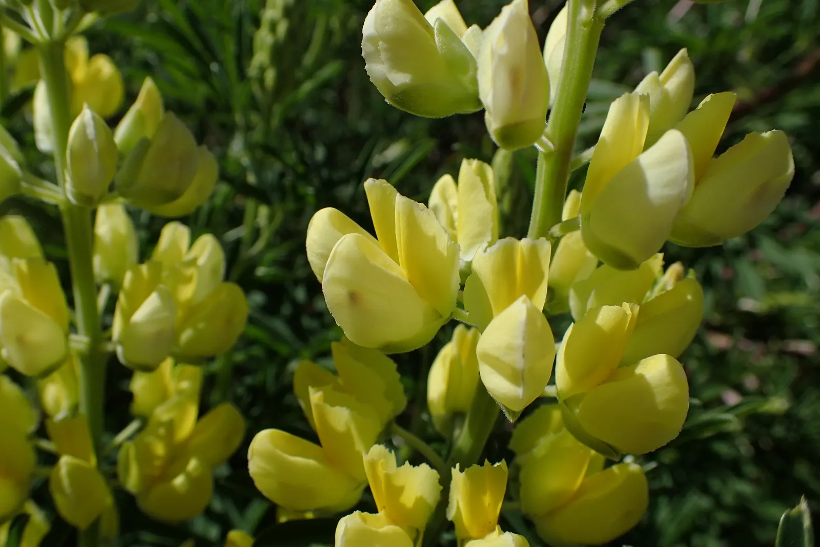Tree Lupine (Lupinus Arboreus) — Tree Lupine (Lupinus arboreus) is a captivating perennial shrub, native to the coastal regions of California; perennial /
