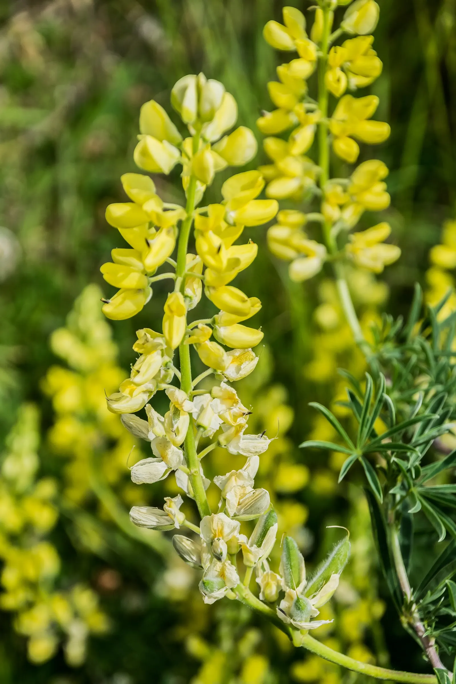 Tree Lupine (Lupinus Arboreus) — radiating outwards in a circular pattern