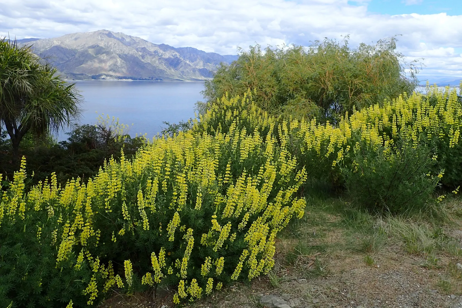 Tree Lupine (Lupinus Arboreus) — Tree Lupine (Lupinus arboreus) - A vigorous evergreen shrub