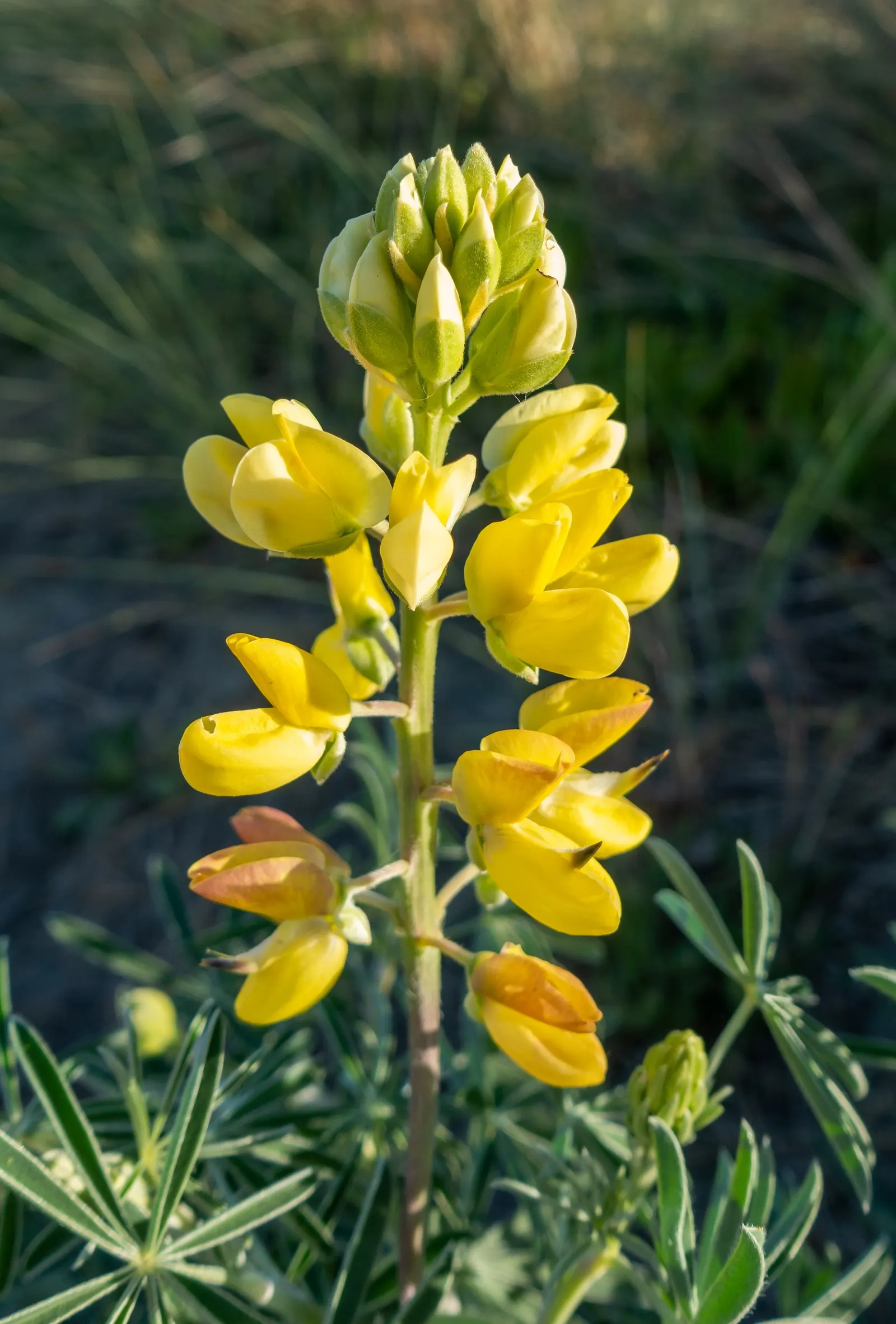 Tree Lupine (Lupinus Arboreus) — reaching up to 7 feet tall and wide