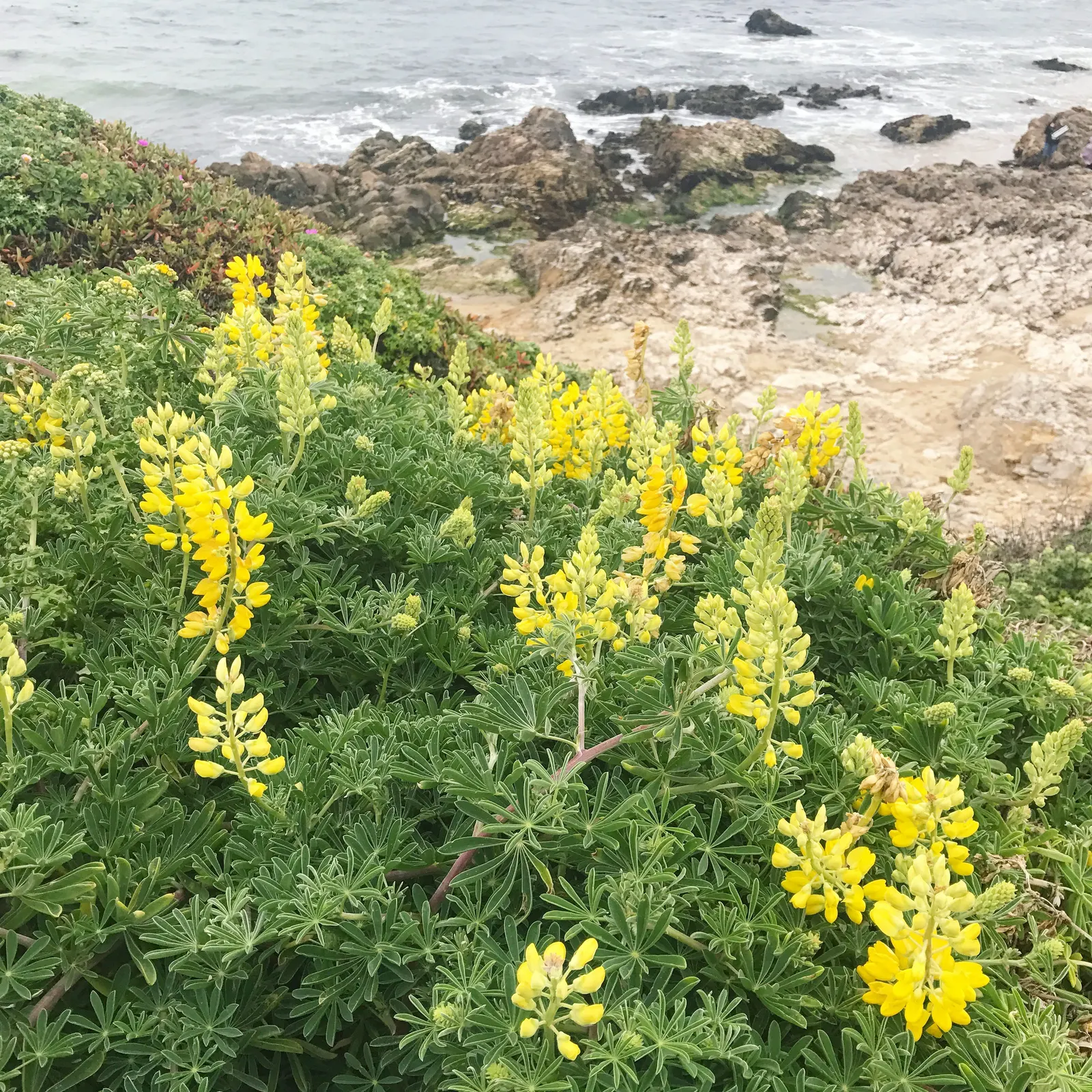 Tree Lupine (Lupinus Arboreus) — thus supporting local biodiversity, image 41