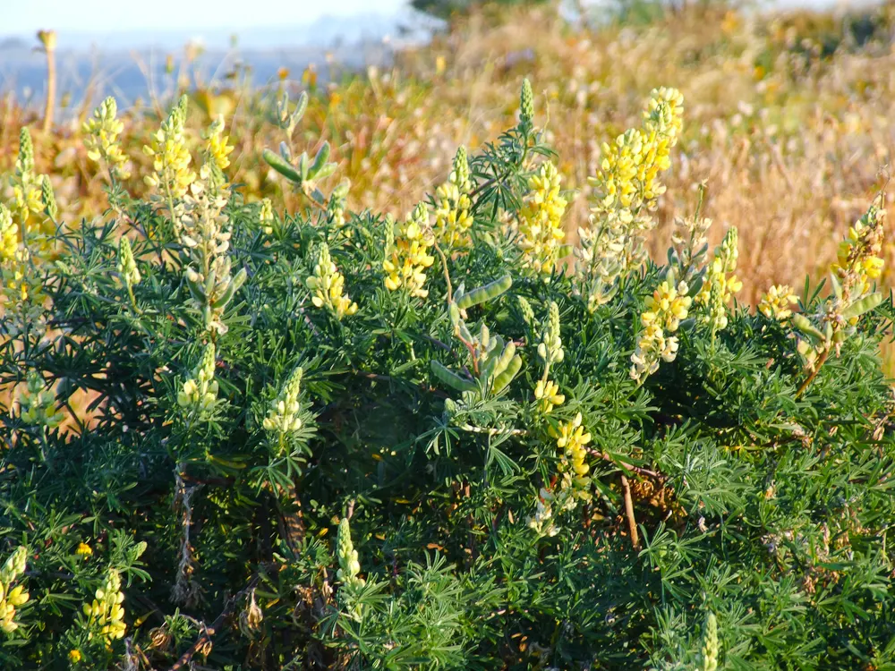 Tree Lupine (Lupinus Arboreus) — it attracts an array of pollinators; perennial / shrub for full, image 66