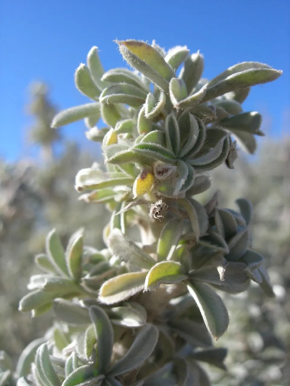 Tree Lupine (Lupinus Arboreus) — radiating outwards in a circular pattern; tree Lupine (Lupinus arboreus) - A vigorous evergreen shrub, image 70