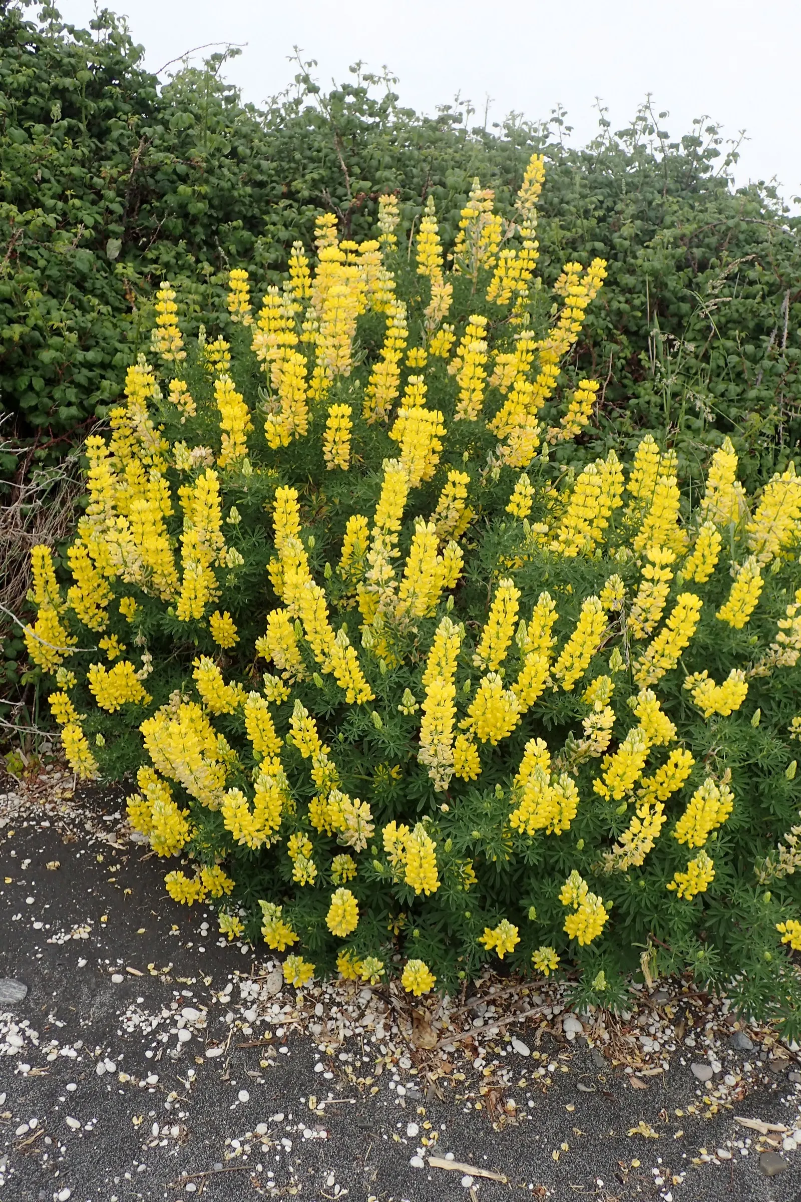 Tree Lupine (Lupinus Arboreus) — aligning well with water conservation practices.<br><br>When integrating the Tree Lupine into a garden design