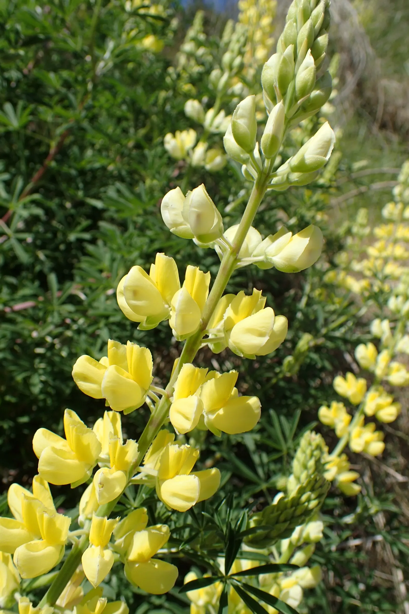 Tree Lupine (Lupinus Arboreus) — exhibits considerable drought tolerance; as well as its potential to self-seed prolifically, image 73