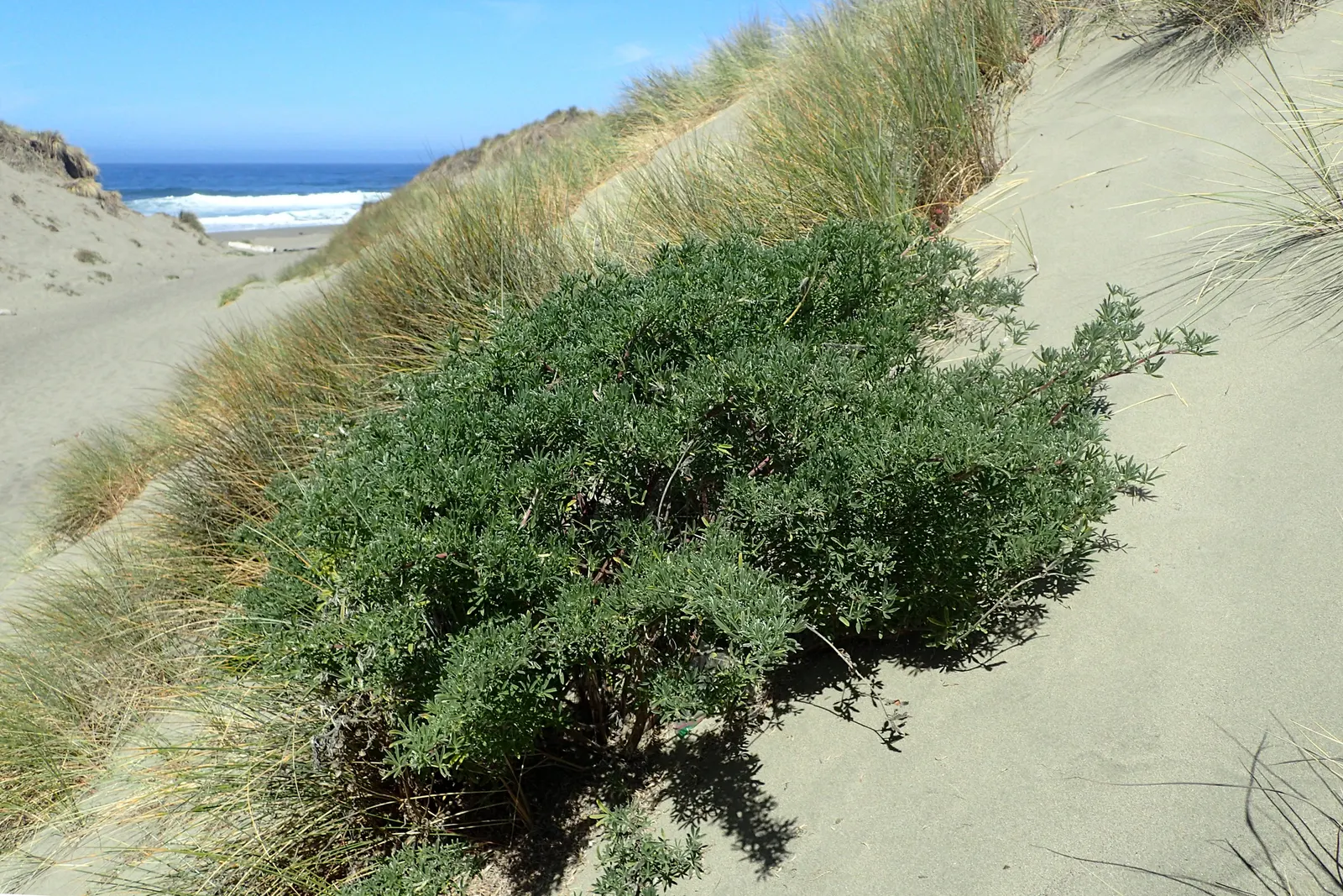 Tree Lupine (Lupinus Arboreus) — When placing this shrub in a landscape, full sun exposure is preferred; tree Lupine (Lupinus arboreus) is a captivating