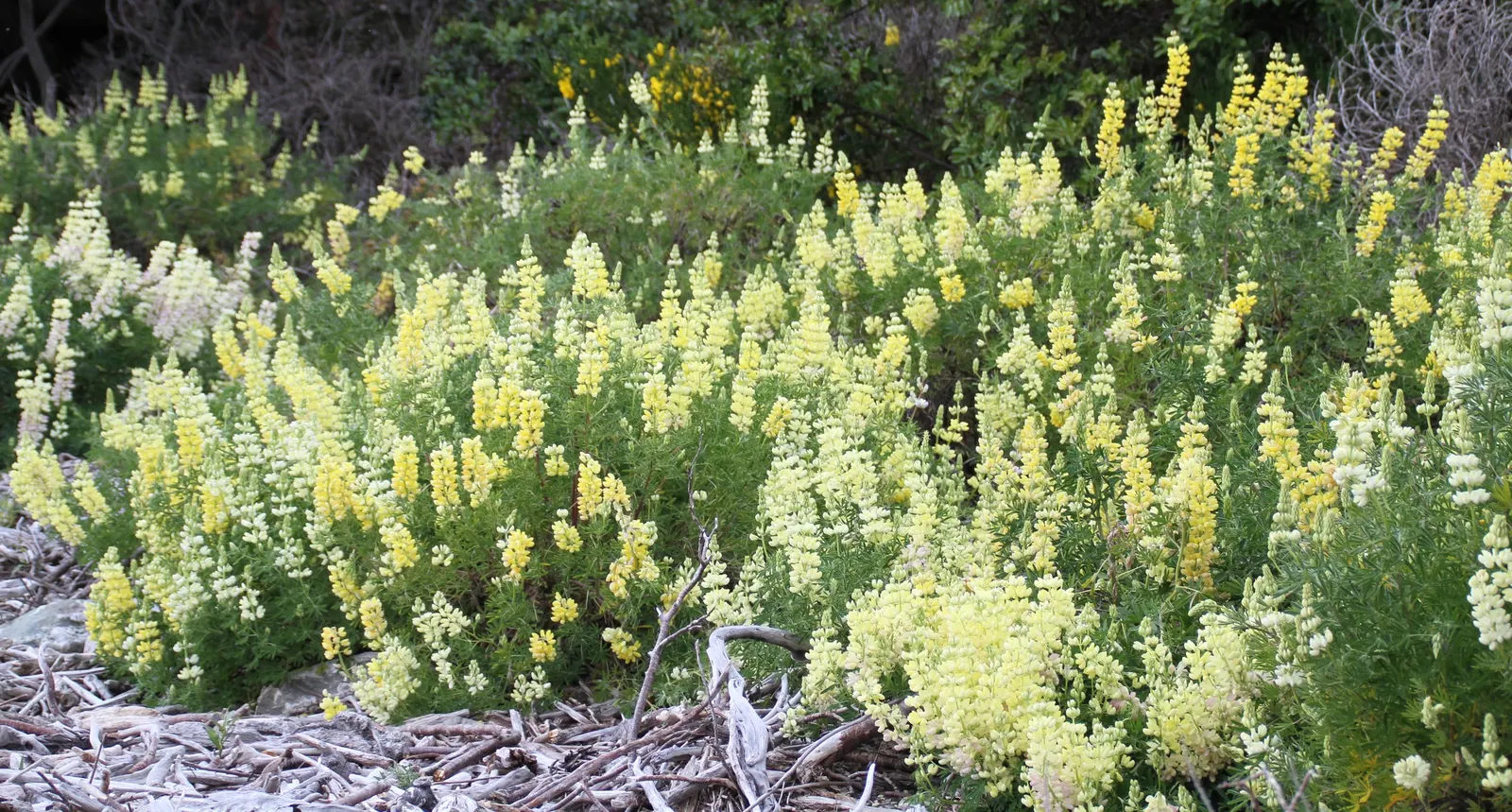 Tree Lupine (Lupinus Arboreus) — it attracts an array of pollinators