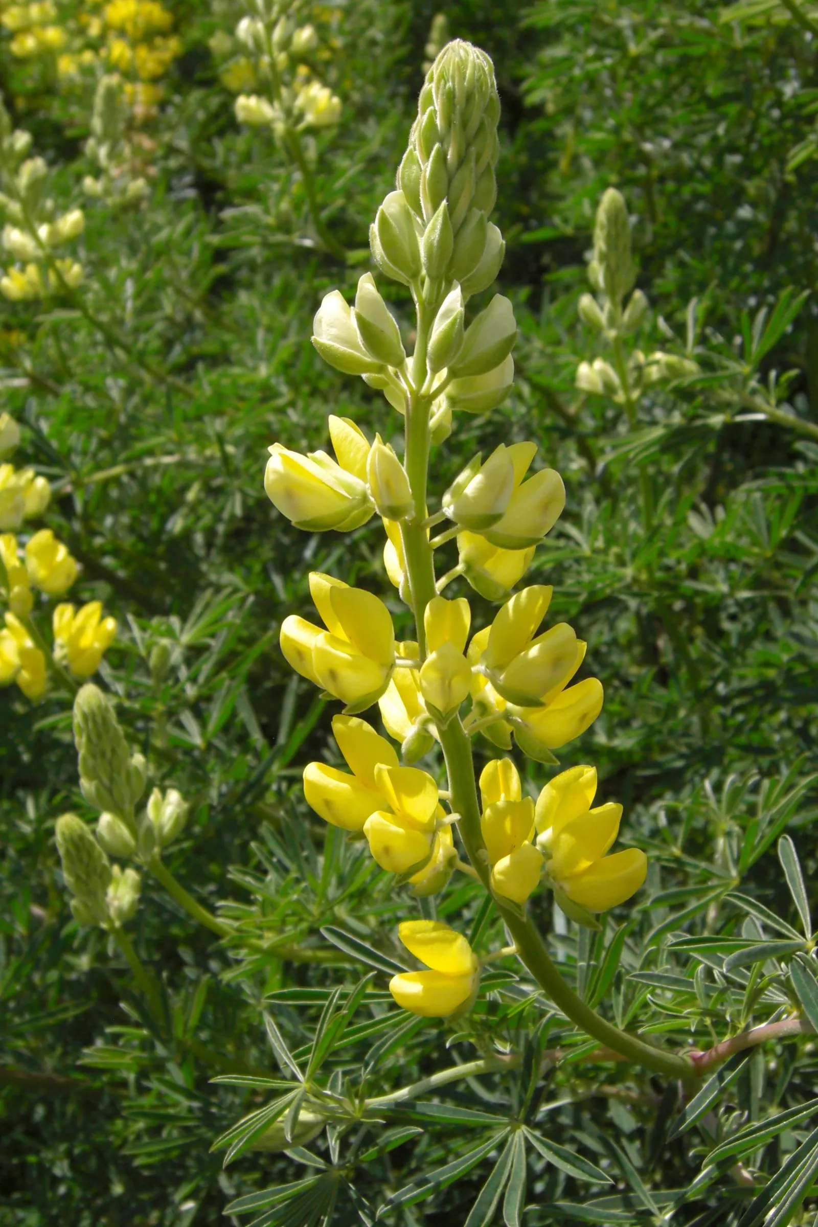 Tree Lupine (Lupinus Arboreus) — The Tree Lupine can reach a height of 5 to 8 feet and spread out 4 to 6 feet; including bees and butterflies, image 64
