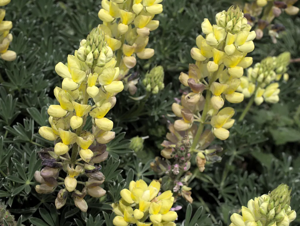 Tree Lupine (Lupinus Arboreus) — It thrives in well-drained soils and once established; it features palmate leaves that are typically made up of 5 to 9 leaflets
