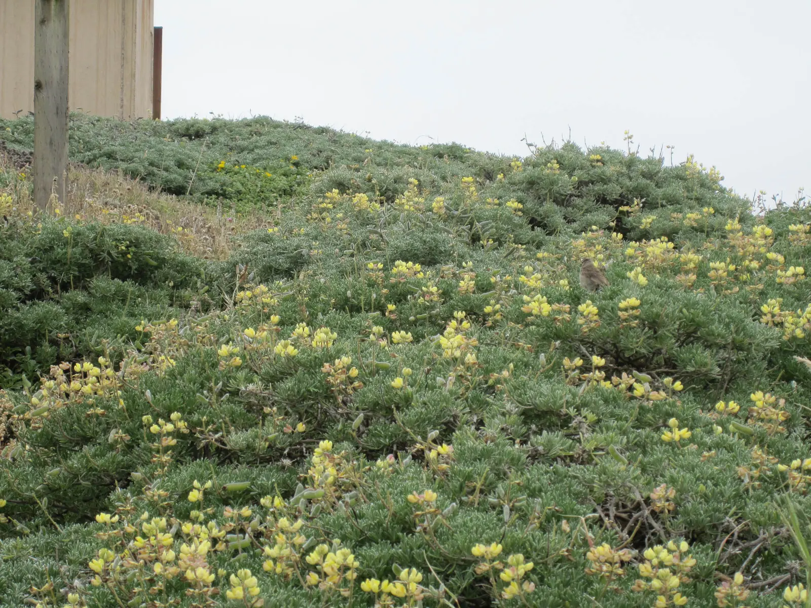 Tree Lupine (Lupinus Arboreus) — Ideal for coastal settings and erosion control; exhibits considerable drought tolerance
