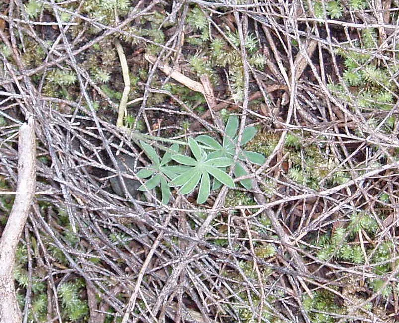 Tree Lupine (Lupinus Arboreus) — flourishing in USDA zones 7-10; it thrives in well-drained soils and once established