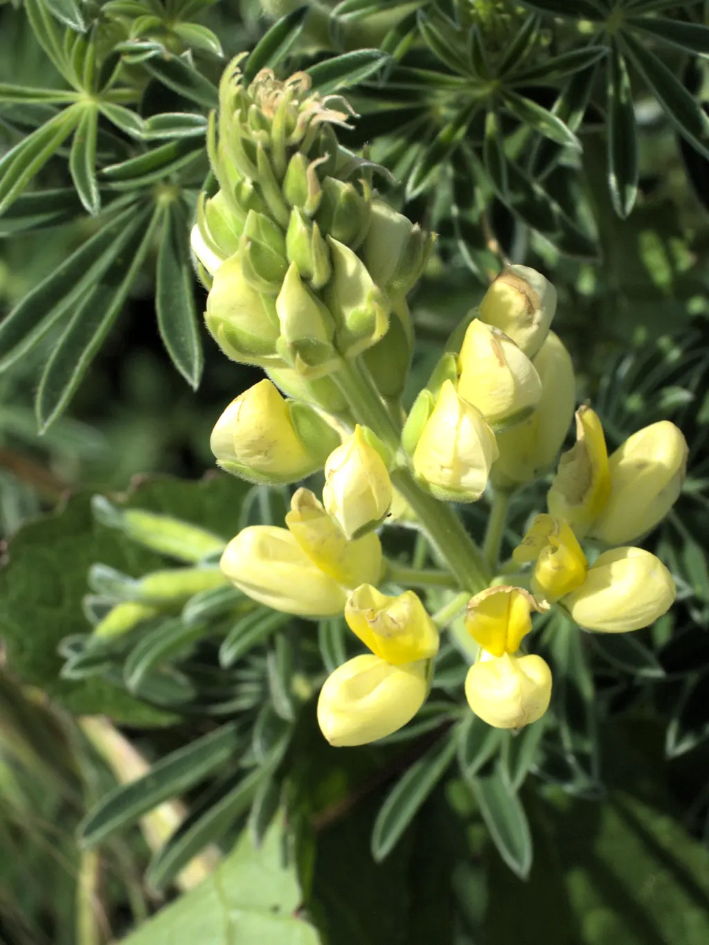 Tree Lupine (Lupinus Arboreus) — exhibits considerable drought tolerance; as well as its potential to self-seed prolifically